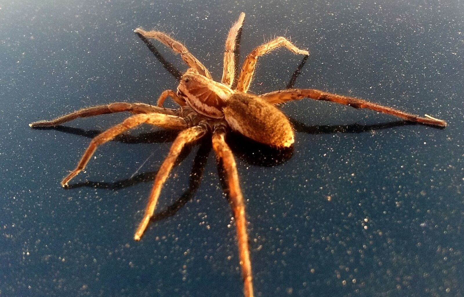 Samsung Galaxy S2 sample photo. Arachnids, araneae, arthropoda photography