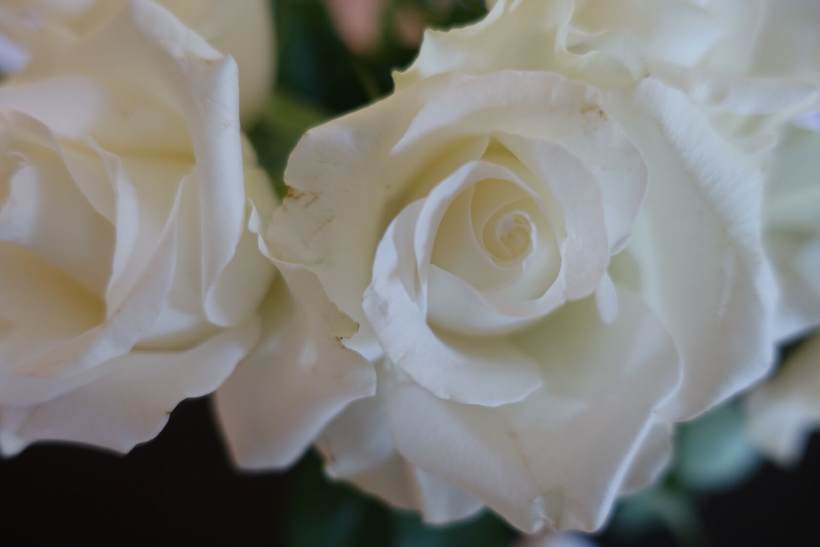 Sony Cyber-shot DSC-RX100 III sample photo. White rose, wedding, love photography