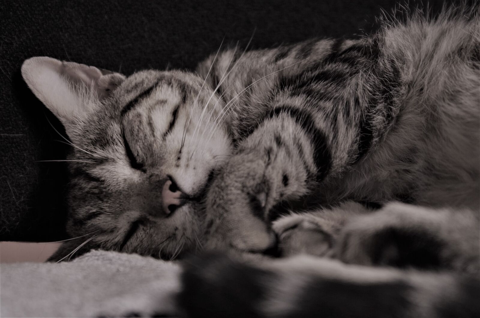 Pentax K-50 sample photo. Cat, calico cat, nap photography