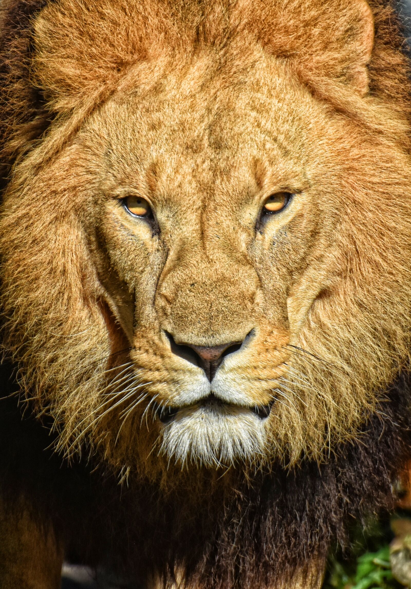 Nikon D7200 sample photo. Lion, predator, dangerous photography