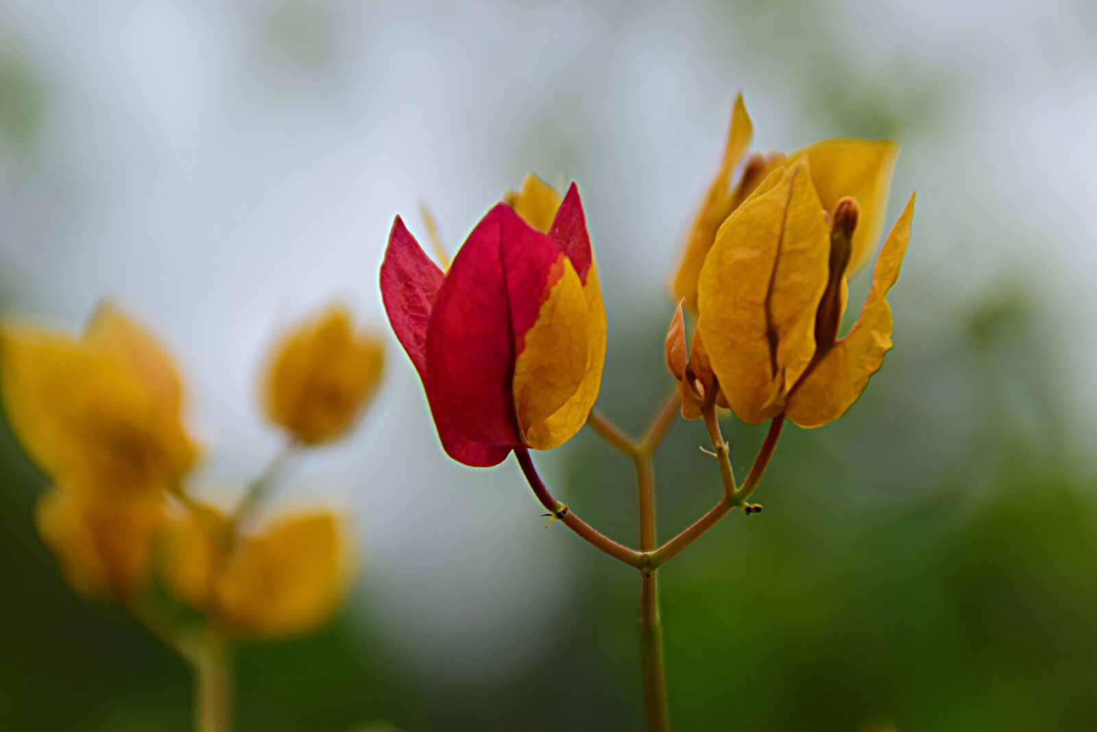 Nikon D5300 sample photo. Flower, blossom, bloom photography