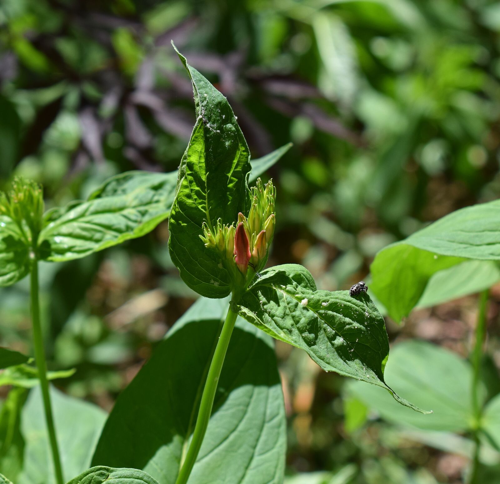 Nikon D3300 sample photo. Indian pink in bud photography