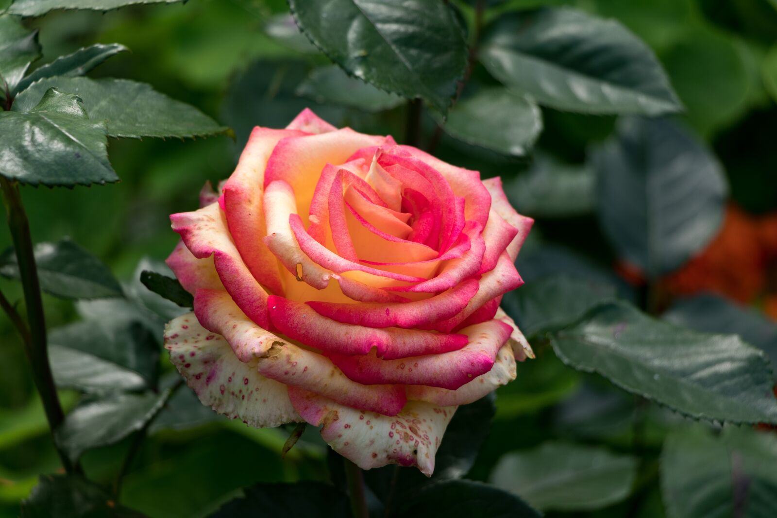 Canon EOS 80D sample photo. Rose, flowers, petals photography