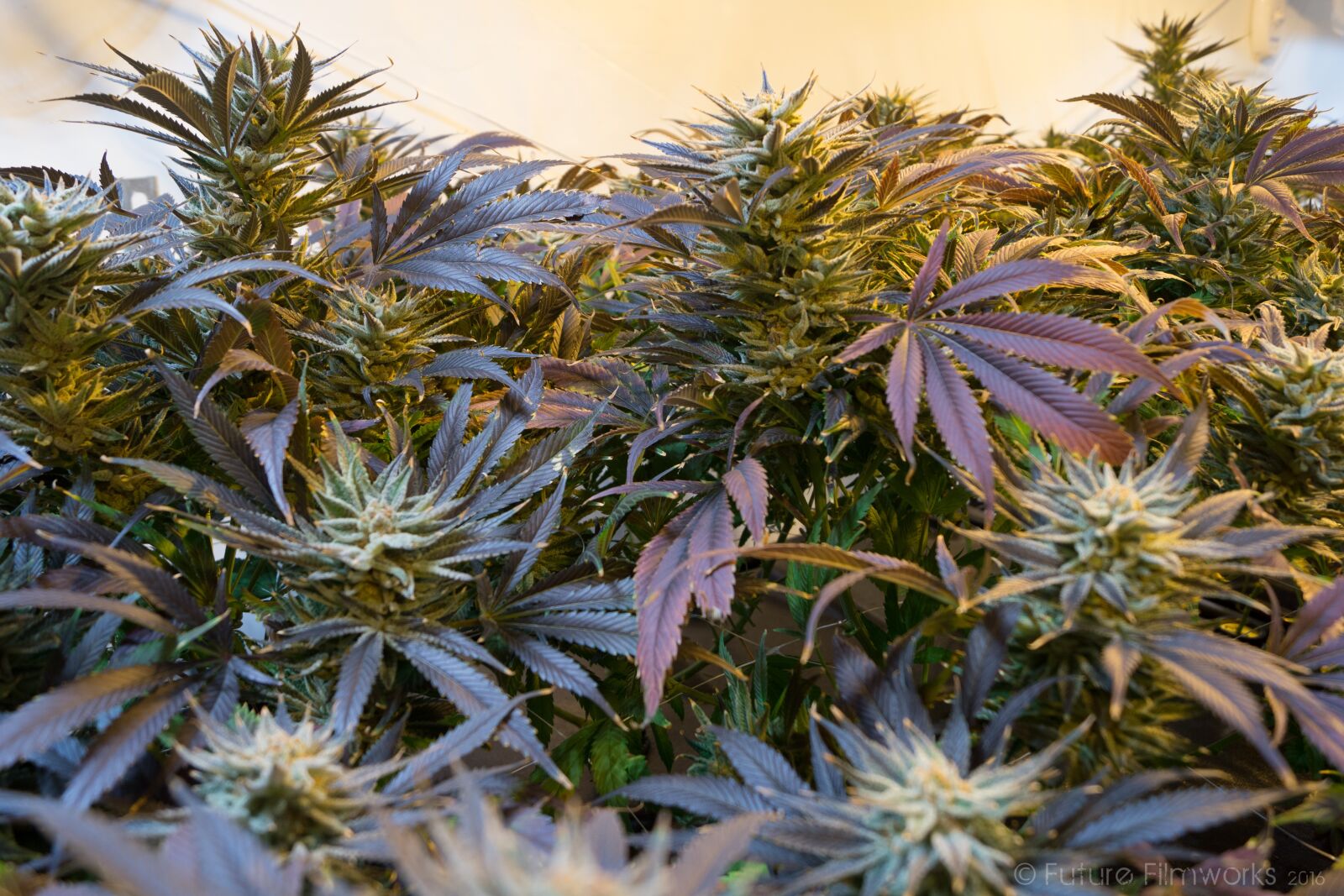 Sony SLT-A65 (SLT-A65V) + Sony DT 18-55mm F3.5-5.6 SAM sample photo. Marijuana, cannabis, marihuana photography