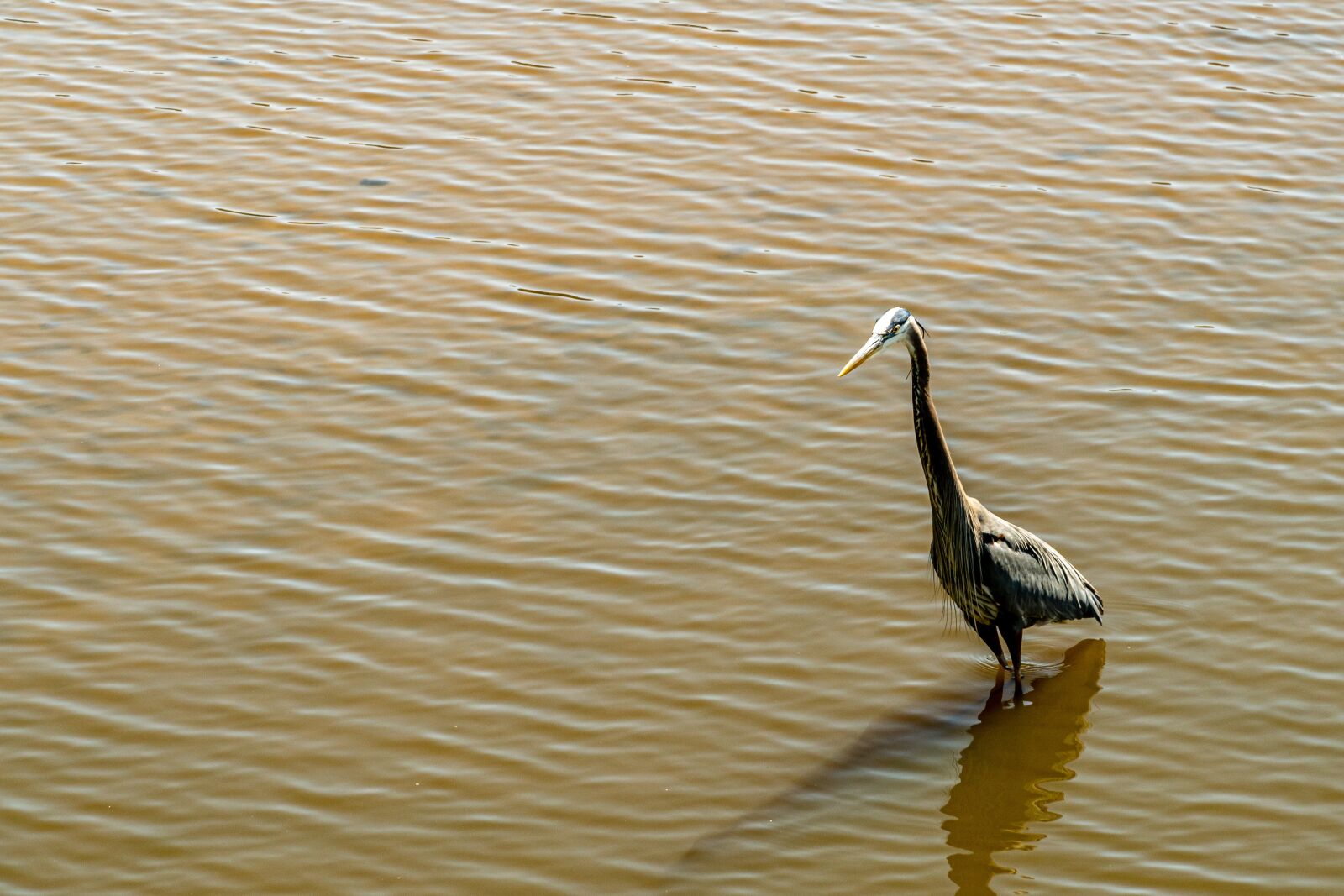 Sony E PZ 18-105mm F4 G OSS sample photo. Heron hunting, heron waiting photography