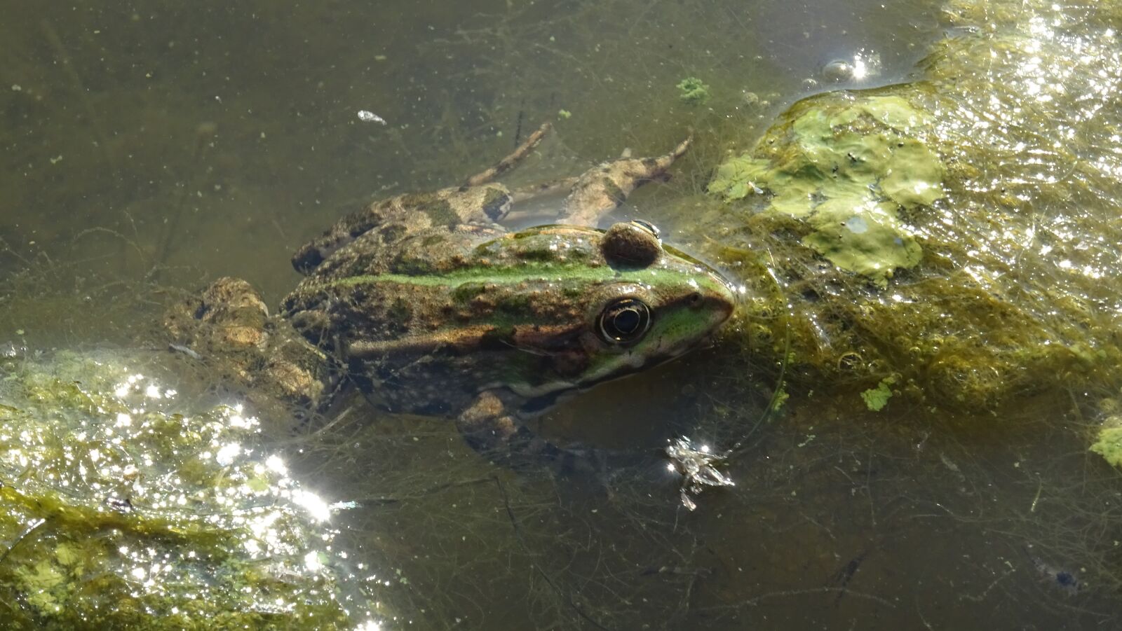 Sony DSC-HX60 sample photo. Frog, water, pond photography