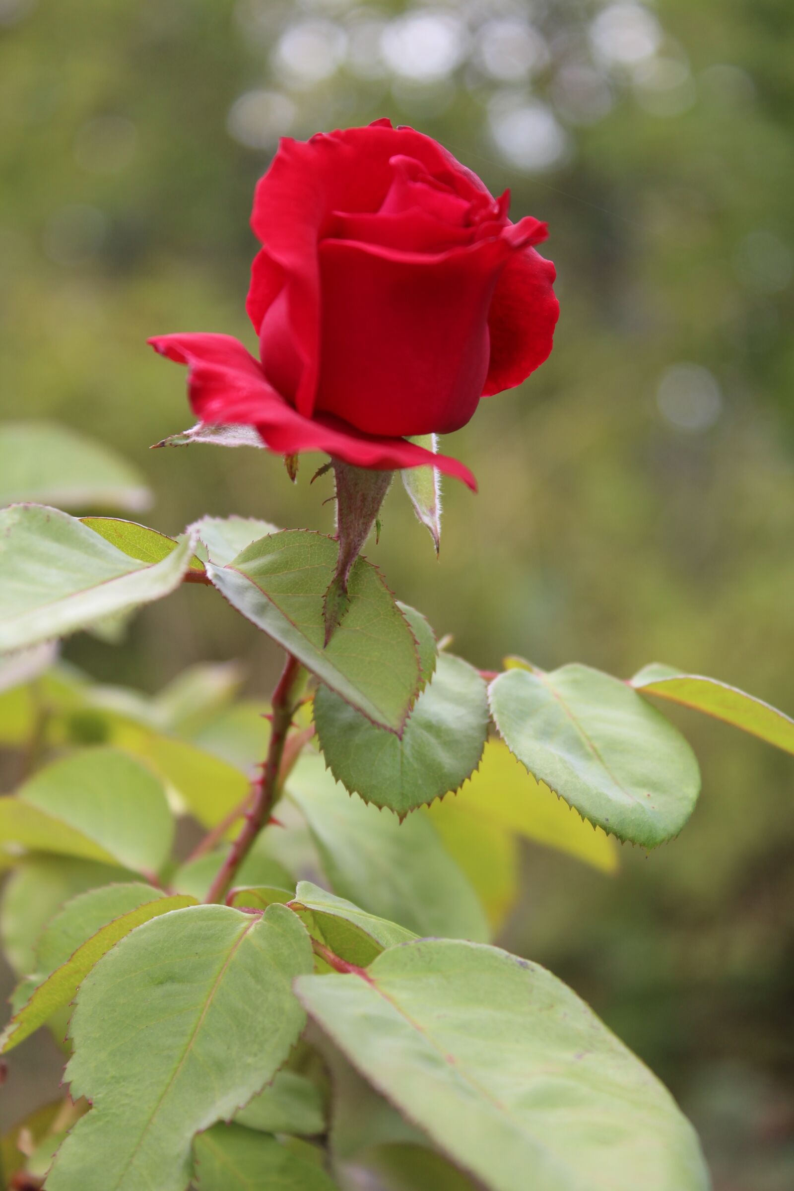 Canon EOS 1200D (EOS Rebel T5 / EOS Kiss X70 / EOS Hi) sample photo. Flower, field, flowers photography