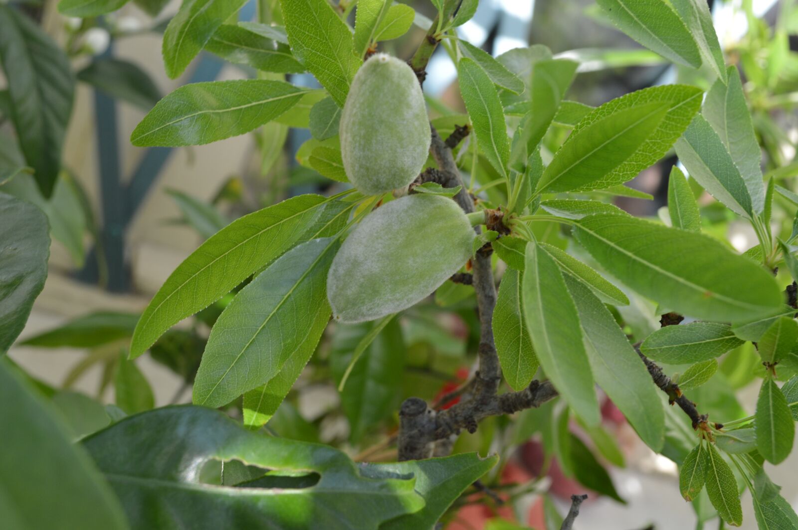 Nikon D3200 sample photo. Almond, almond tree, flowers photography