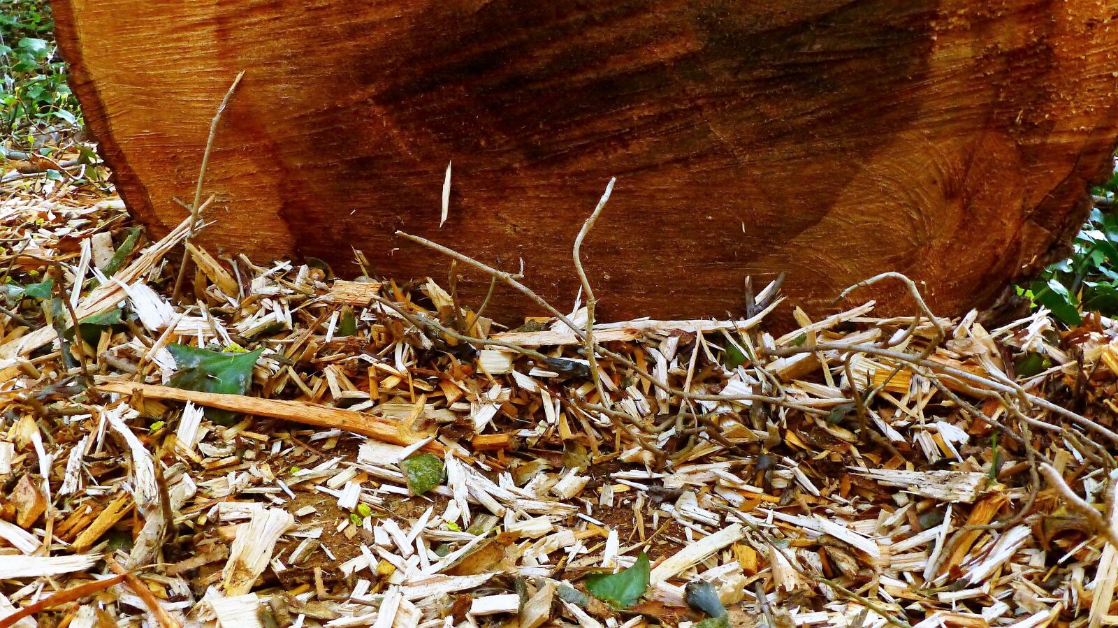 Panasonic Lumix DMC-FZ200 sample photo. Nature, wood, dry photography