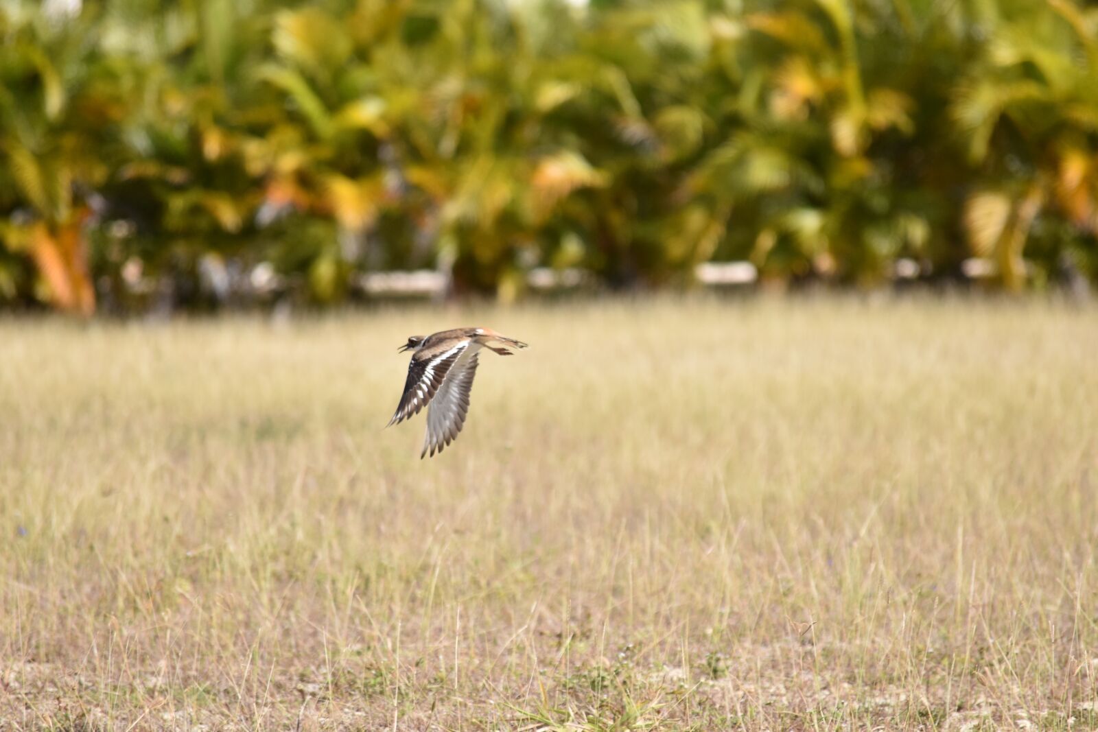 Nikon D810 sample photo. Nature, lawn, wild life photography