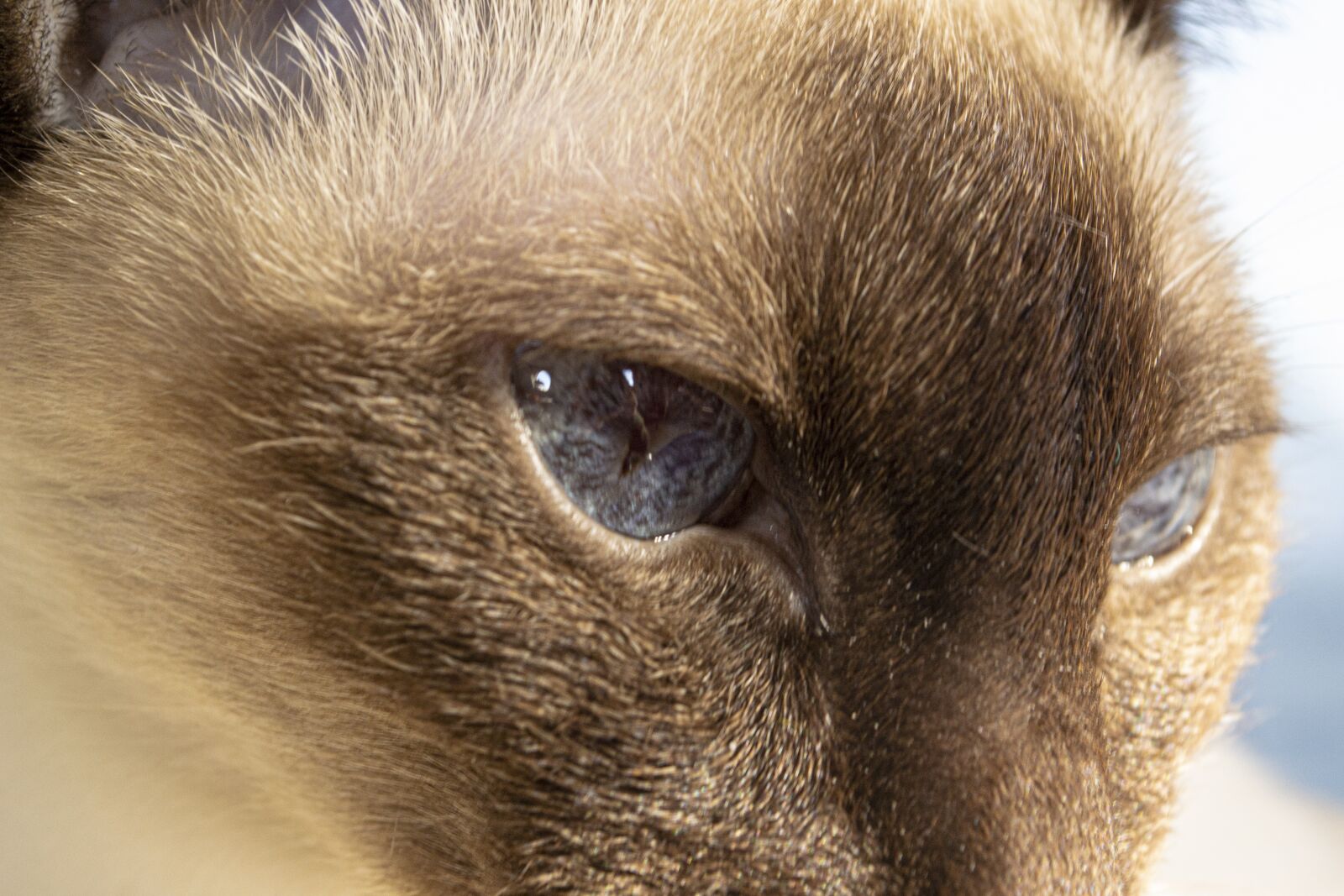 Nikon D3100 sample photo. Cat, eyes, animals photography