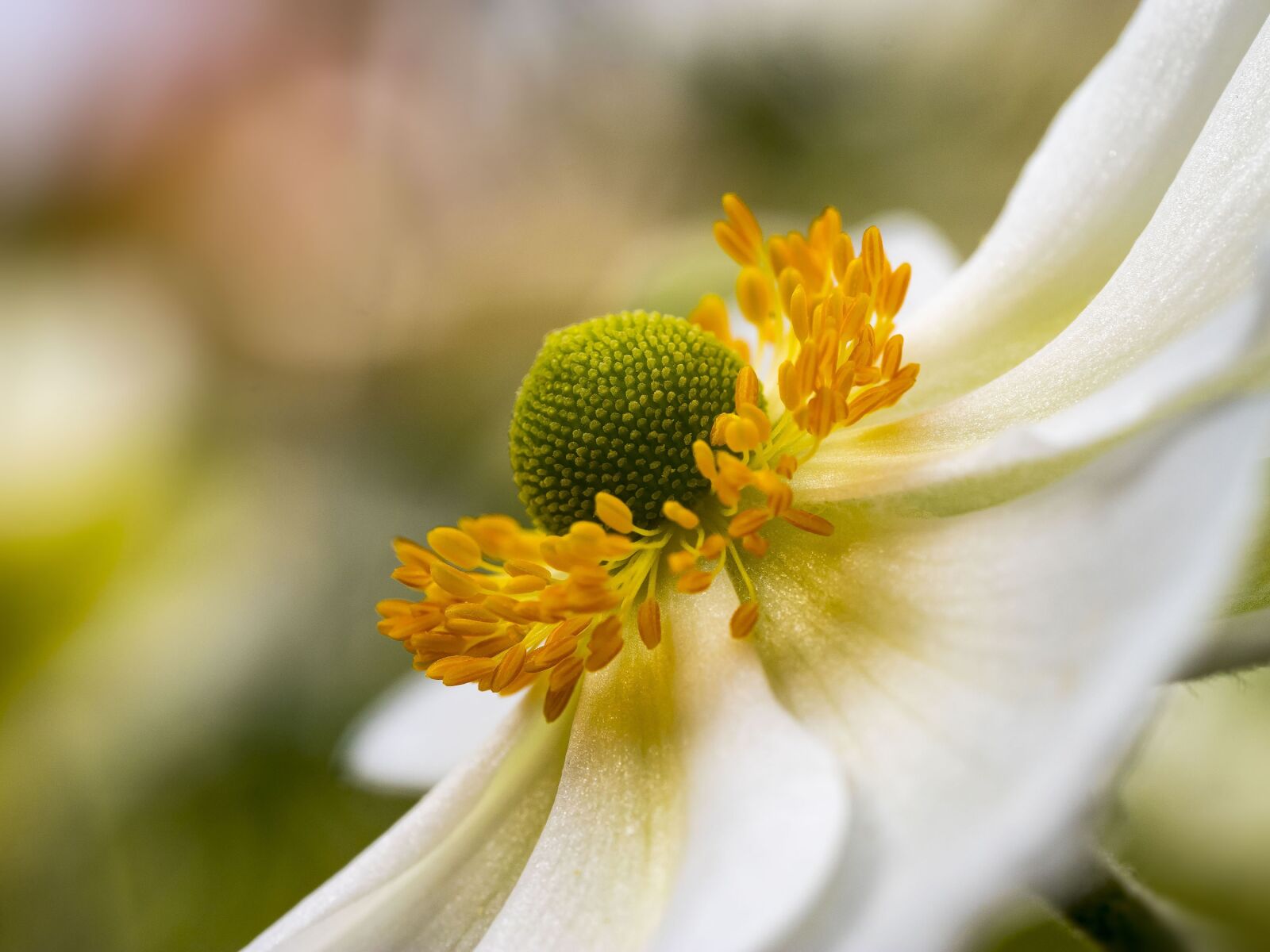 Olympus M.Zuiko Digital ED 60mm F2.8 Macro sample photo. Anemone, hupenhensis, japonica photography