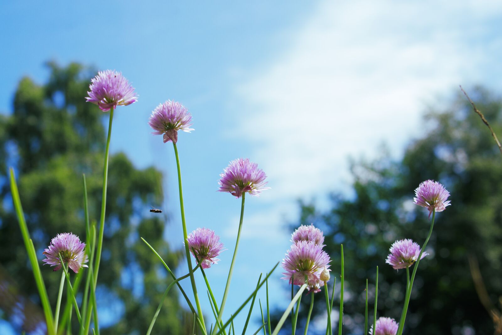 Nikon D3400 sample photo. Chives, flowers, blue sky photography
