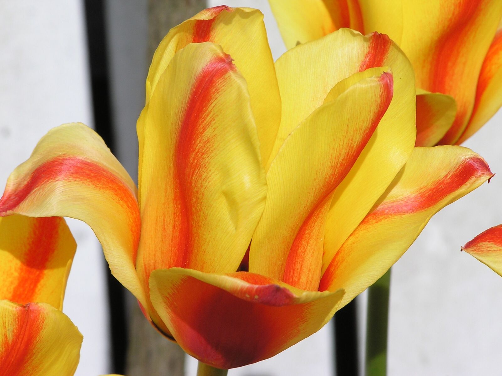 Olympus C750UZ sample photo. Flower, tulip, spring photography