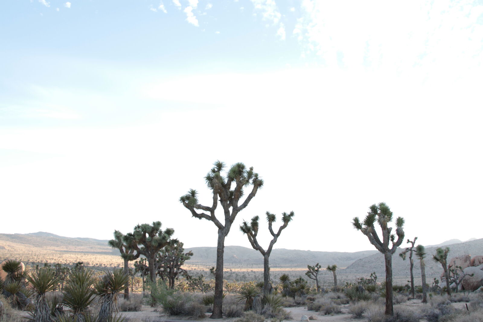 Canon EF 28-135mm F3.5-5.6 IS USM sample photo. Desert, dry, hot, sand photography