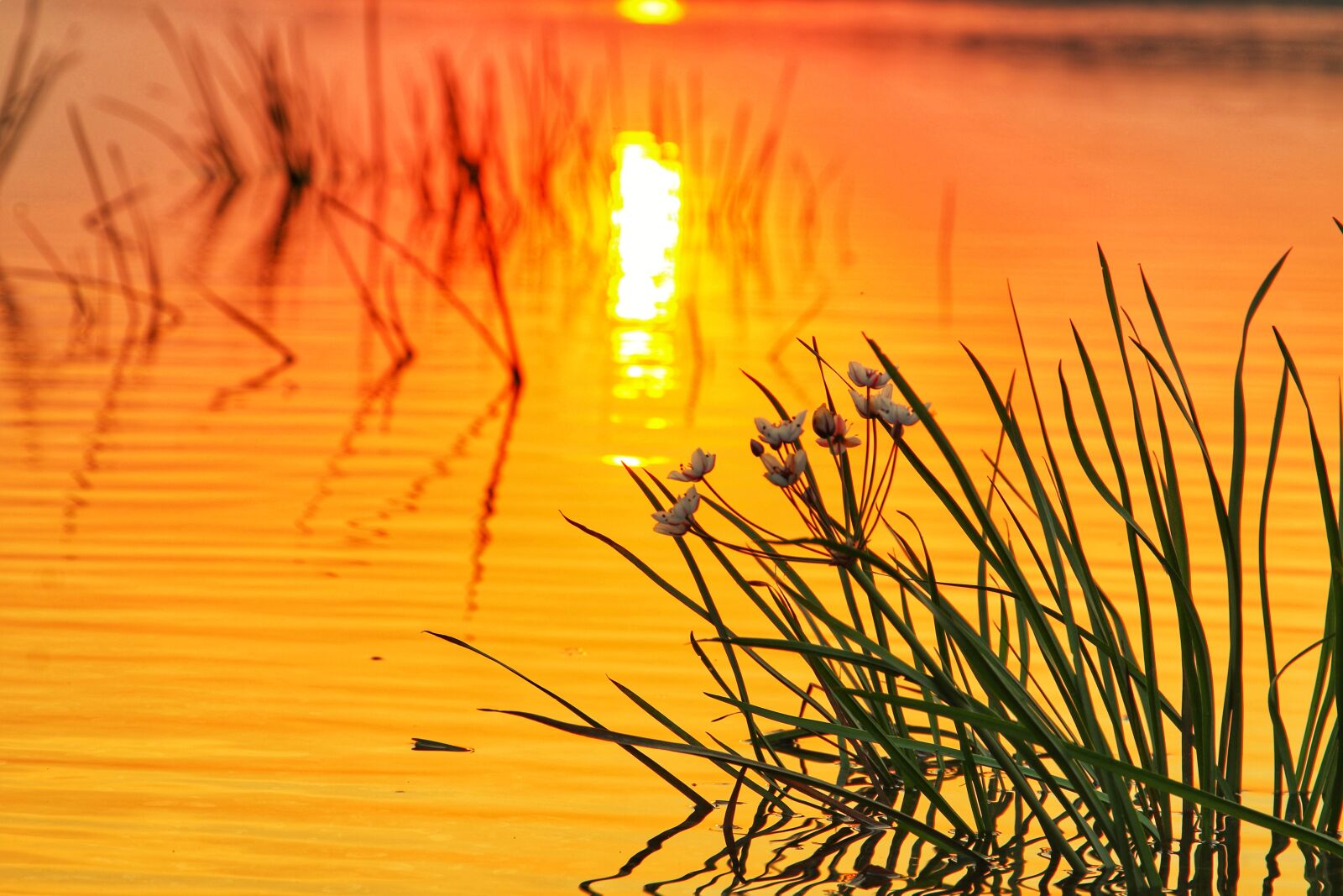 Canon EOS 7D Mark II + Canon EF 24-105mm F3.5-5.6 IS STM sample photo. Sunset, water, landscape photography