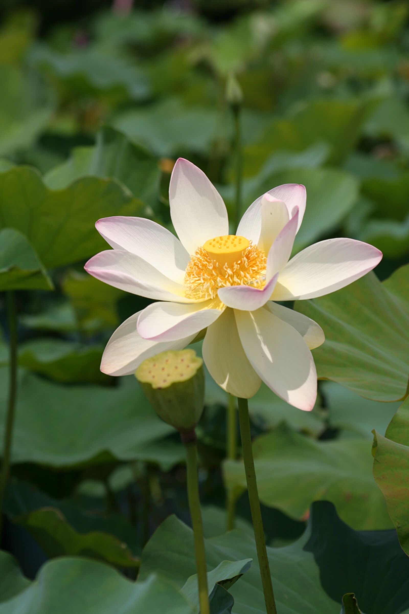 Canon EOS 350D (EOS Digital Rebel XT / EOS Kiss Digital N) sample photo. Lotus, white flowers, pond photography