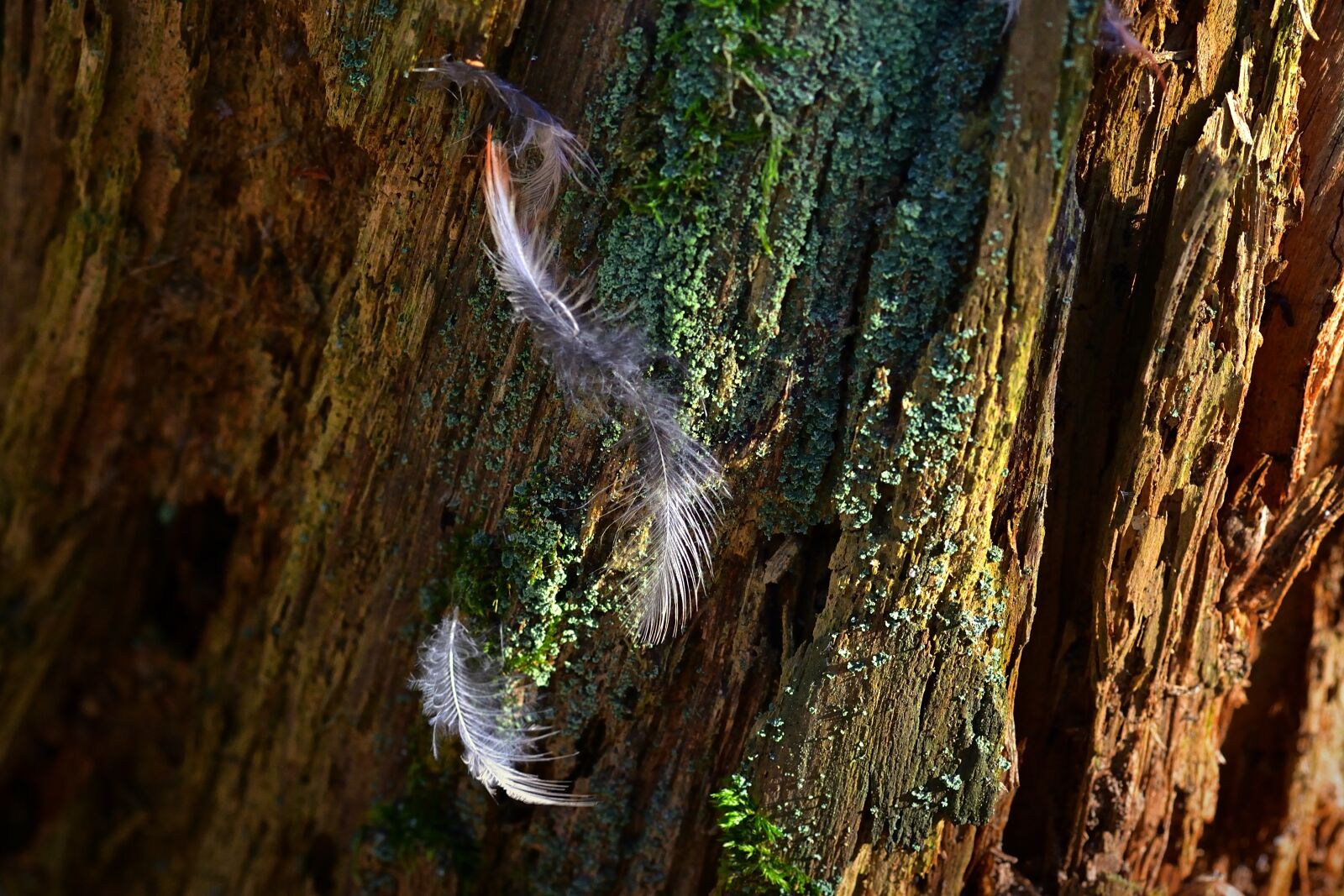 Nikon D5200 sample photo. Forest, tree stump, feather photography