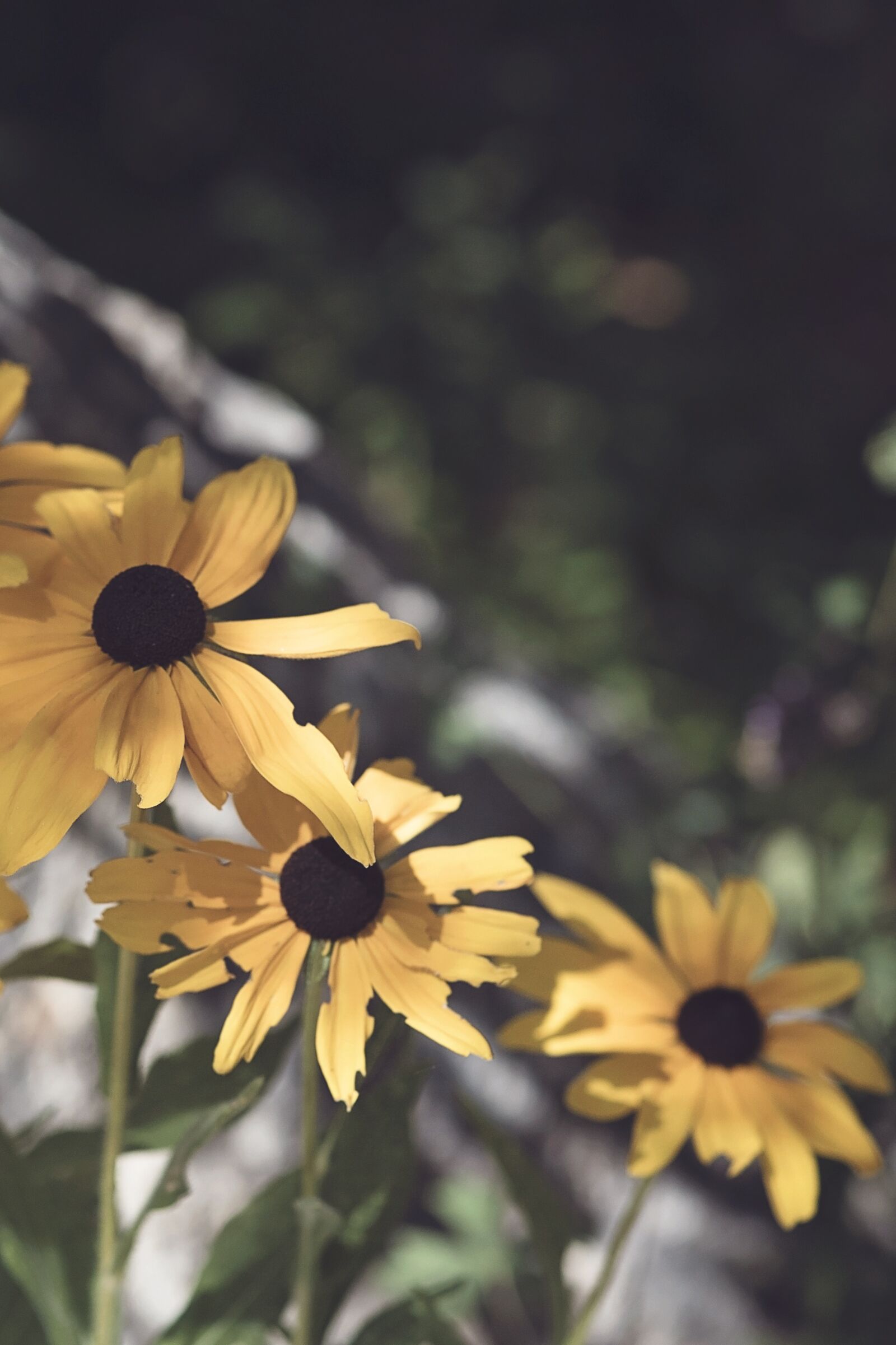 Nikon D750 sample photo. Black eyed susan, yellow photography