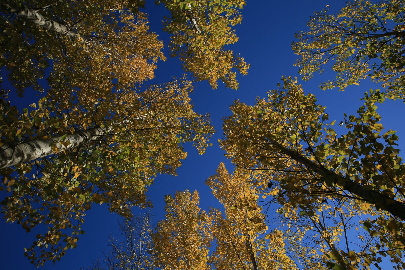 Canon EOS 5D Mark III sample photo. Autumn, white birch, beijing photography
