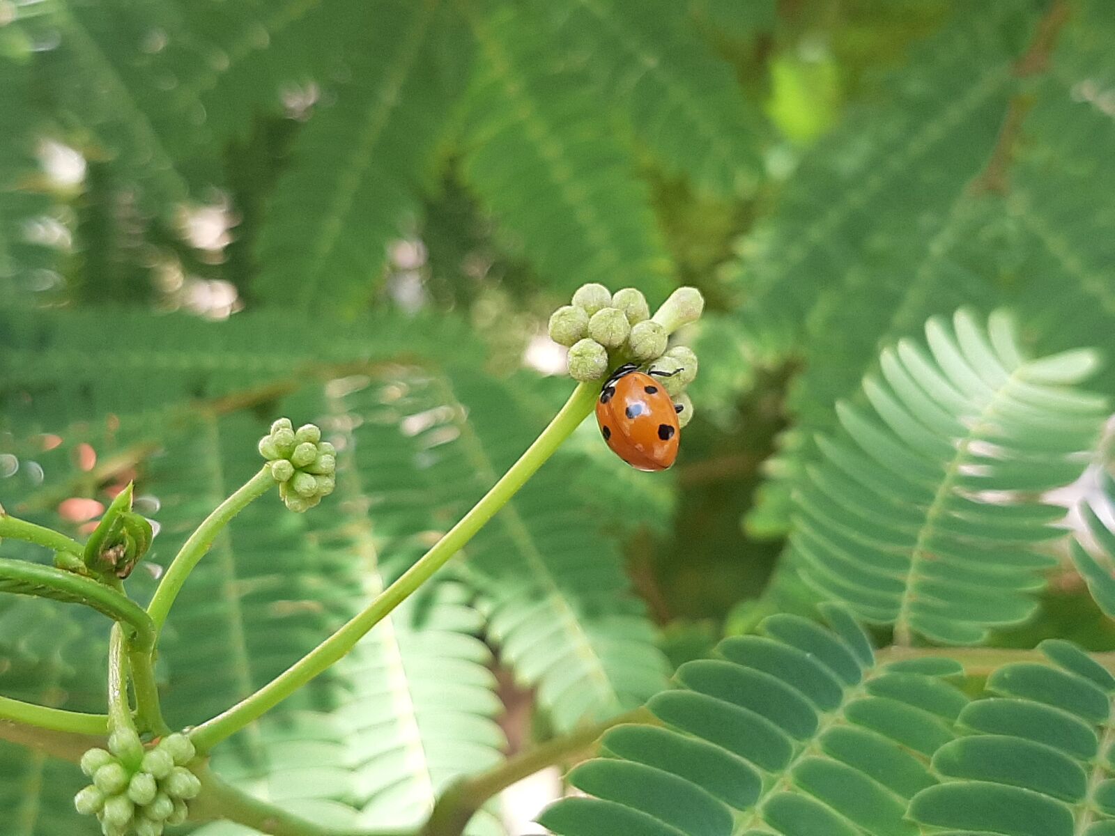 Samsung Galaxy A50 sample photo. Ladybug, insects, greens photography