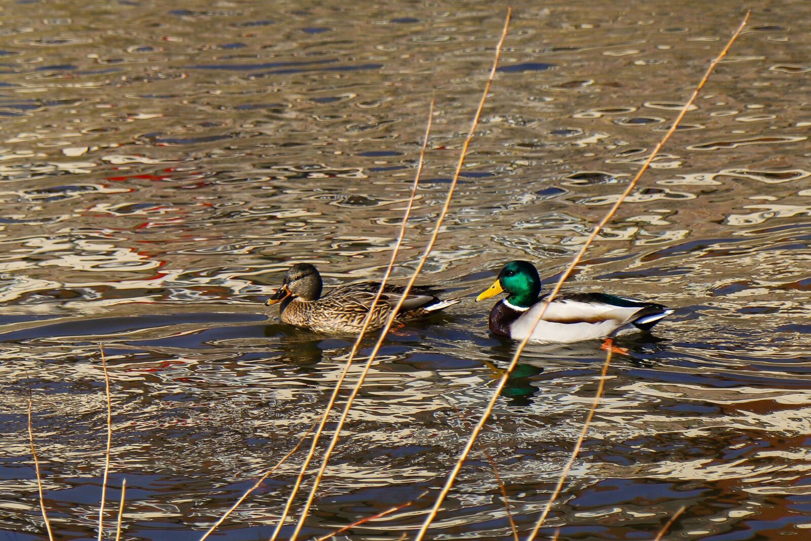 Canon EOS 80D sample photo. Waters, lake, bird photography