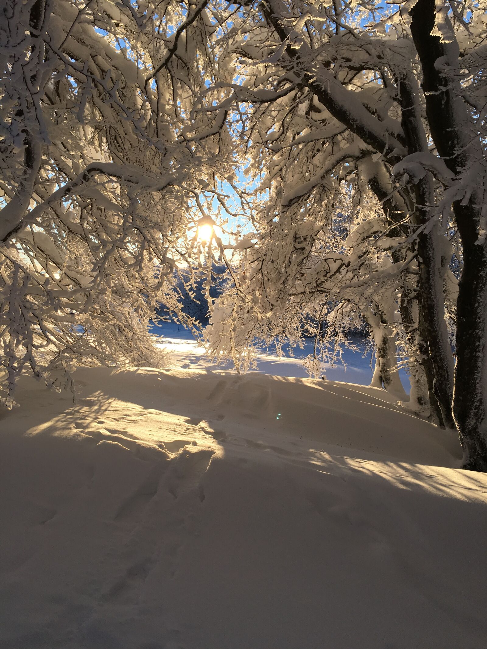 Apple iPhone 6s sample photo. Winter, snow, forest photography