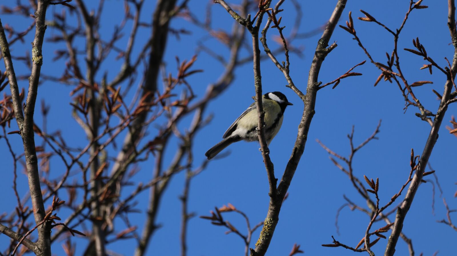 150-600mm F5-6.3 DG OS HSM | Contemporary 015 sample photo. Bird, nature, animal world photography