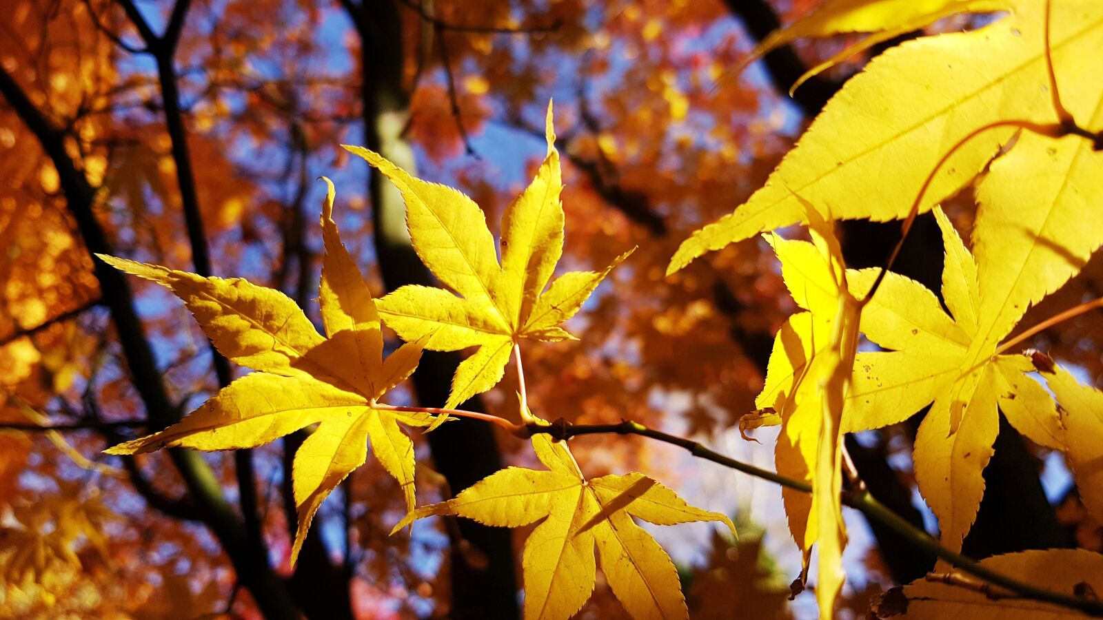 Samsung Galaxy S7 Edge sample photo. Autumn, maple, leaf photography