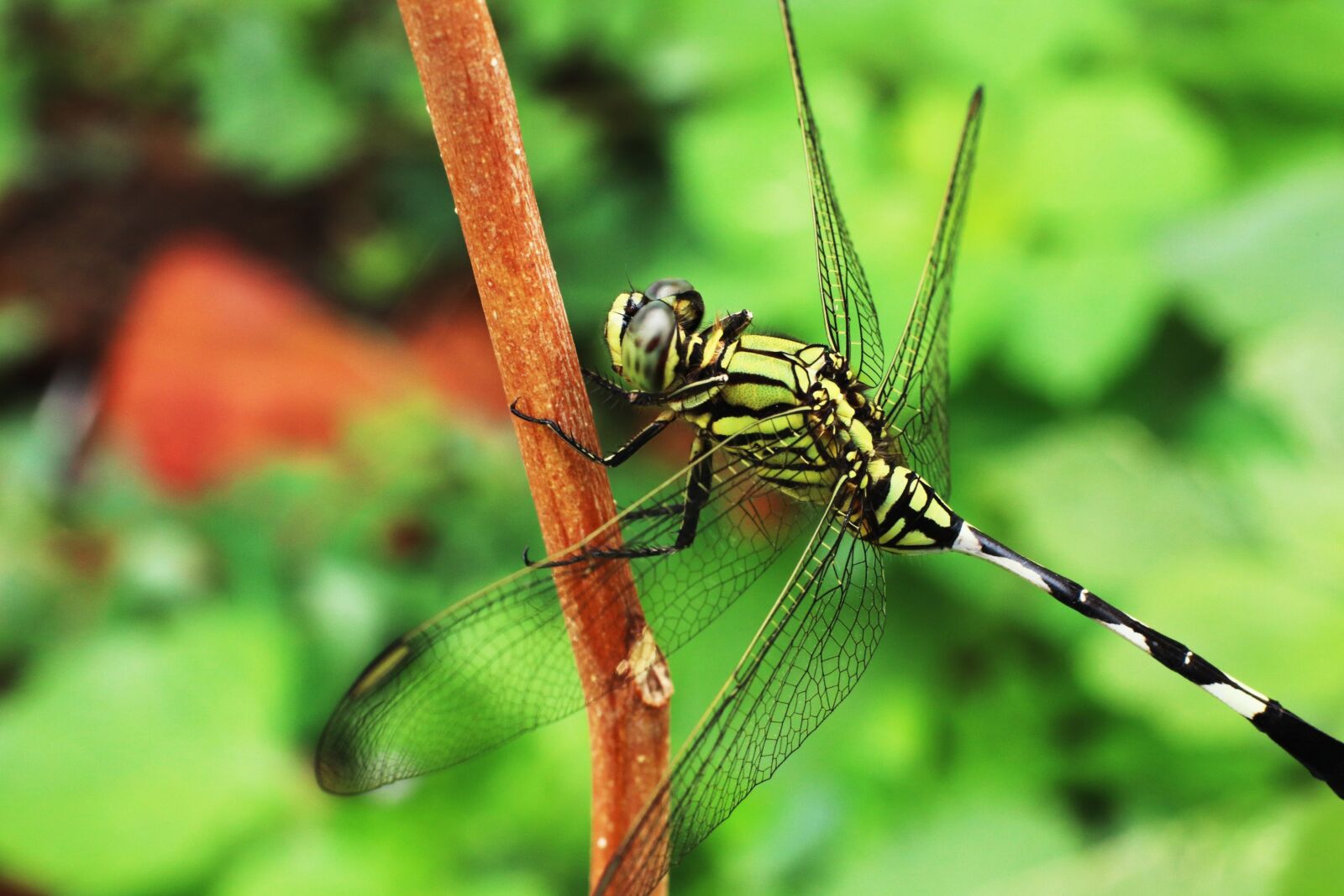 Canon EF 50mm F1.4 USM sample photo. Dragonfly, insects leaves, green photography