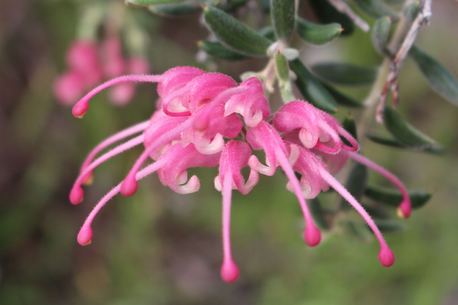 Canon EOS 700D (EOS Rebel T5i / EOS Kiss X7i) sample photo. Grevillea, spider plant, unusual photography