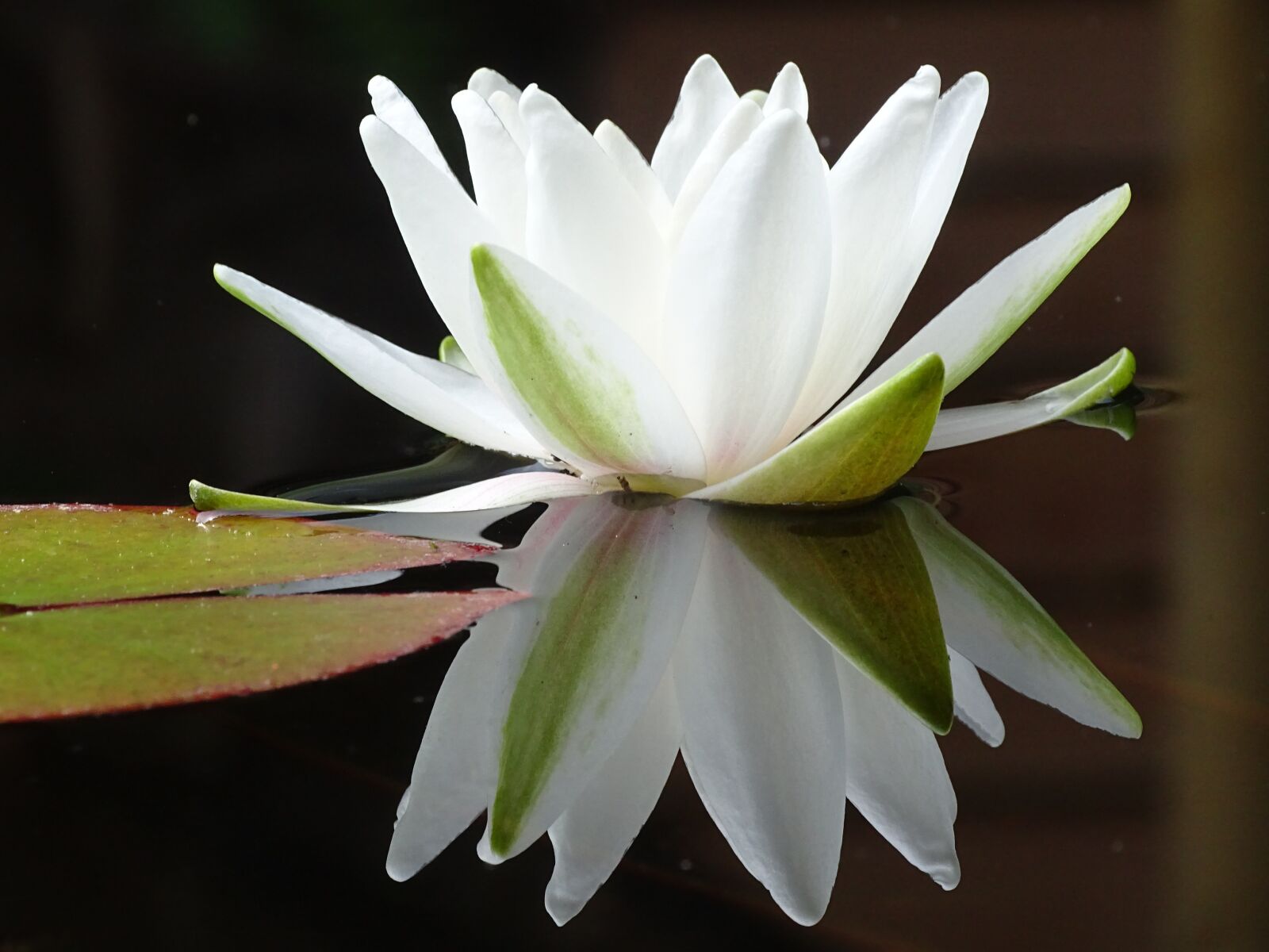 Sony Cyber-shot DSC-HX400V sample photo. Water lily, flower, pond photography
