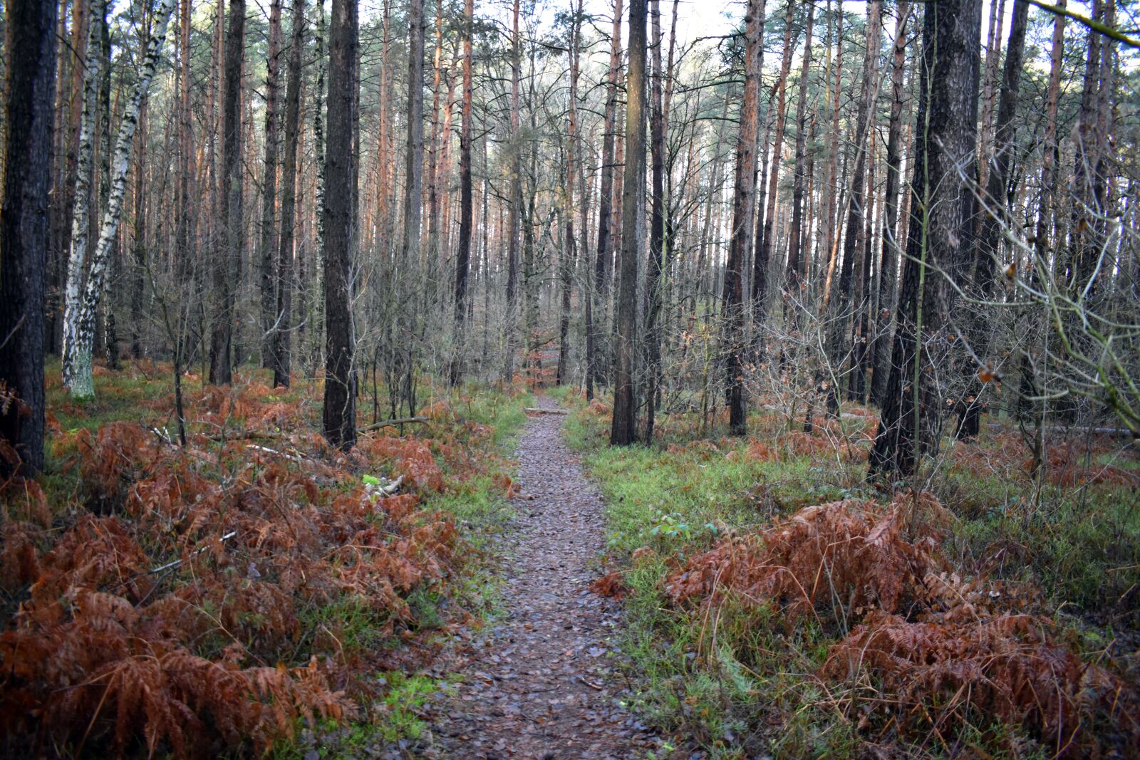 Nikon D3400 sample photo. Forest path, forest, path photography