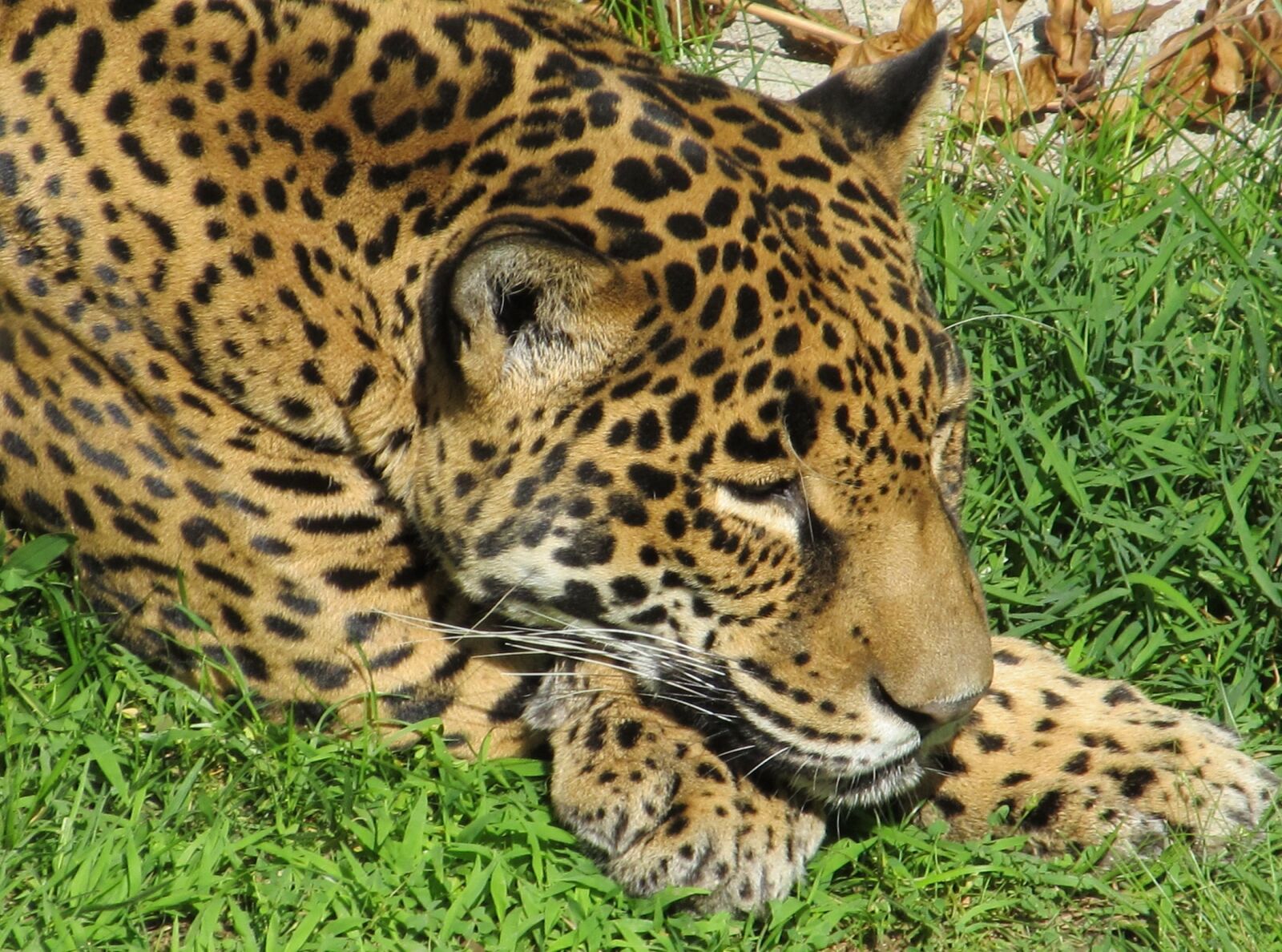 Canon PowerShot SX130 IS sample photo. Jaguar, big cat, carnivore photography