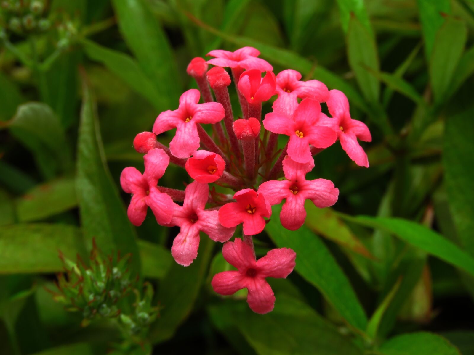 Canon PowerShot SX60 HS sample photo. Flower, red, green photography
