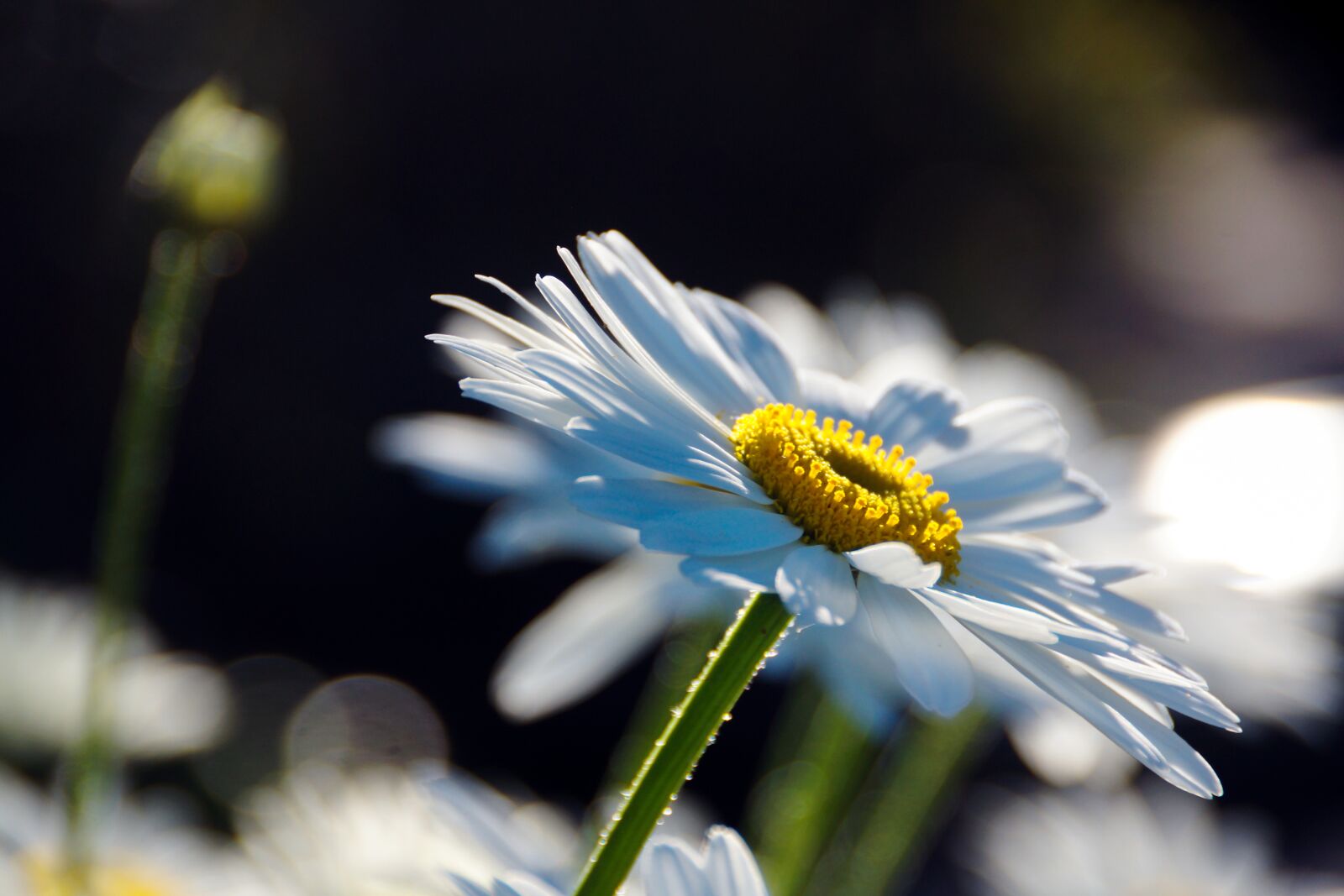 Sony DT 18-250mm F3.5-6.3 sample photo. Daisy, flower, plant photography