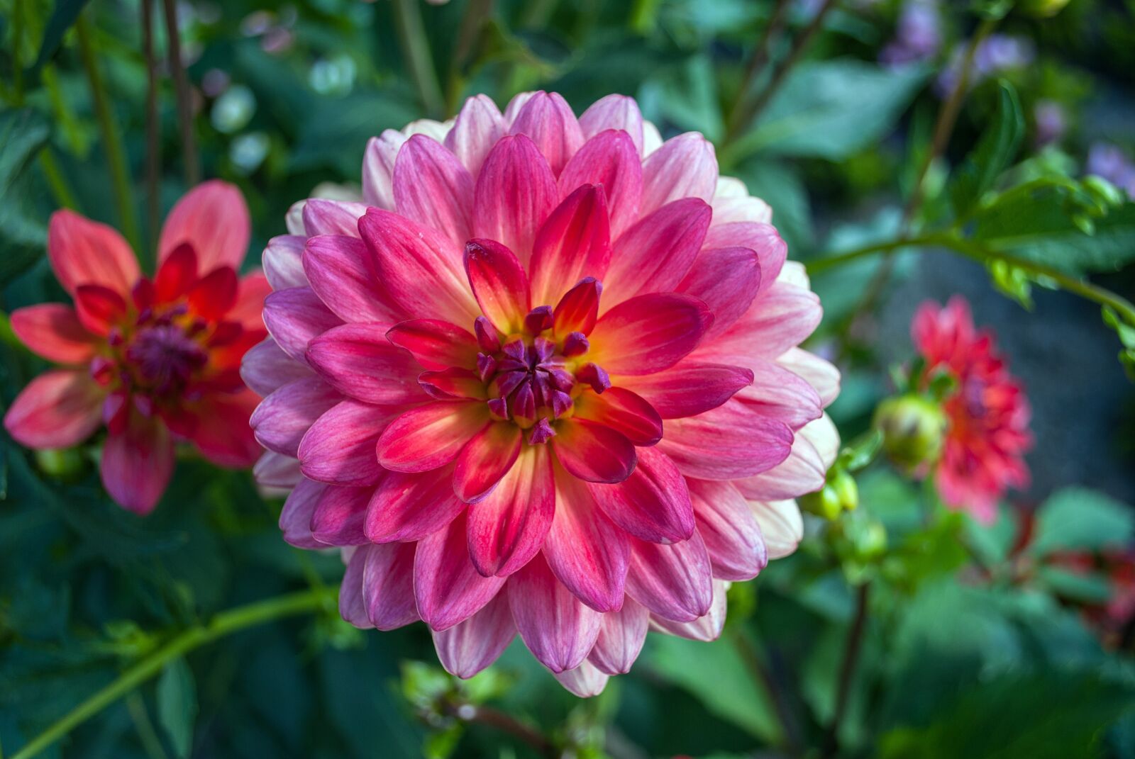 Nikon D3000 sample photo. Dahlia, flower, garden photography
