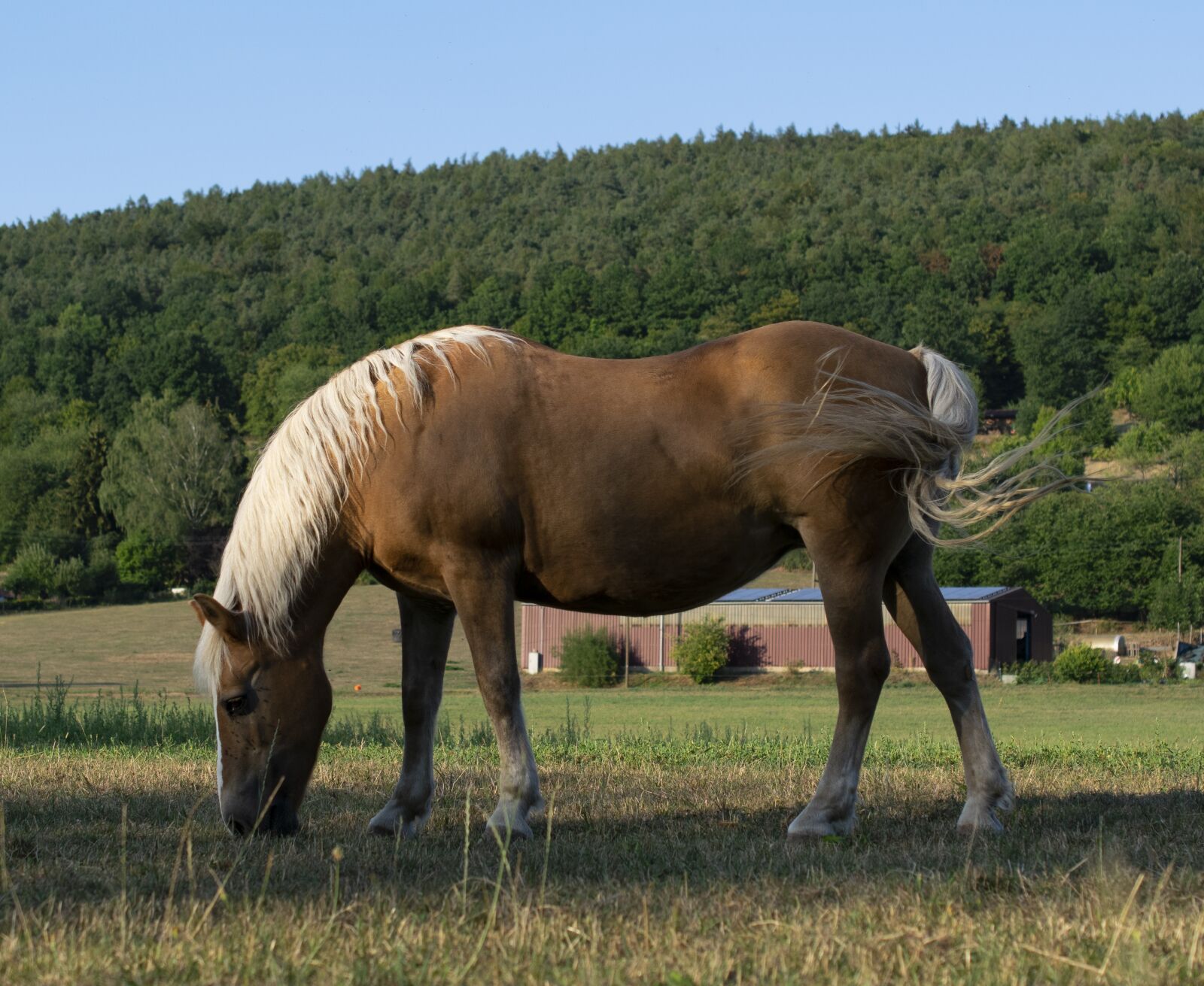 Nikon D5300 sample photo. Horse, pasture, mammal photography