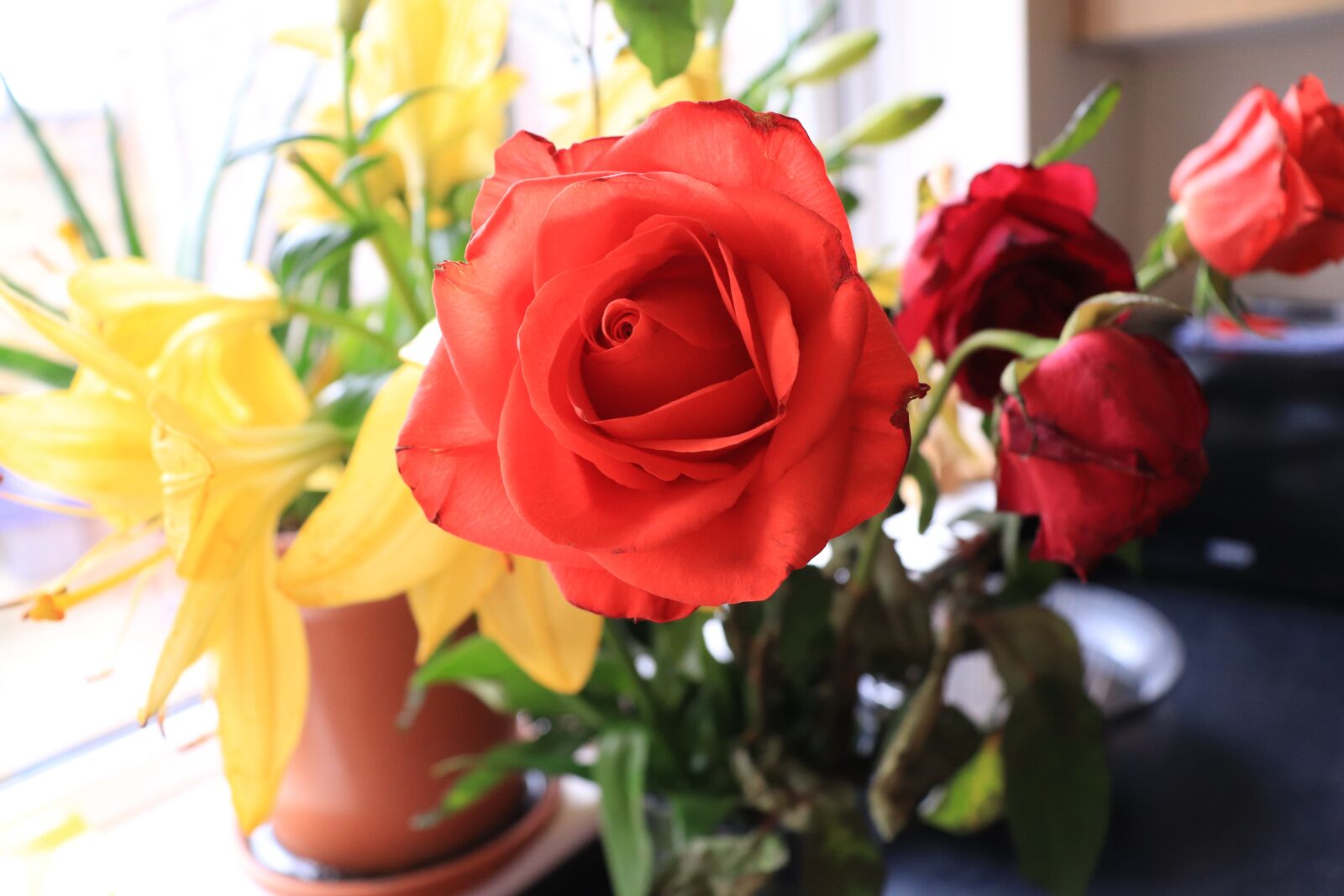 Canon EOS 800D (EOS Rebel T7i / EOS Kiss X9i) sample photo. Flower, fresh, rose photography