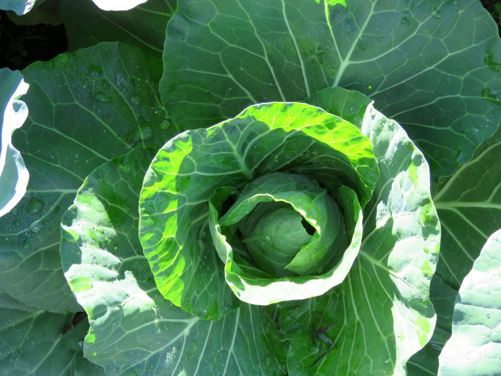 Canon PowerShot SX60 HS sample photo. Harvest, cabbage, lettuce photography