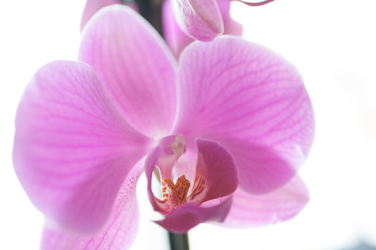 Canon EOS 5D sample photo. Orchid, pink, potted photography