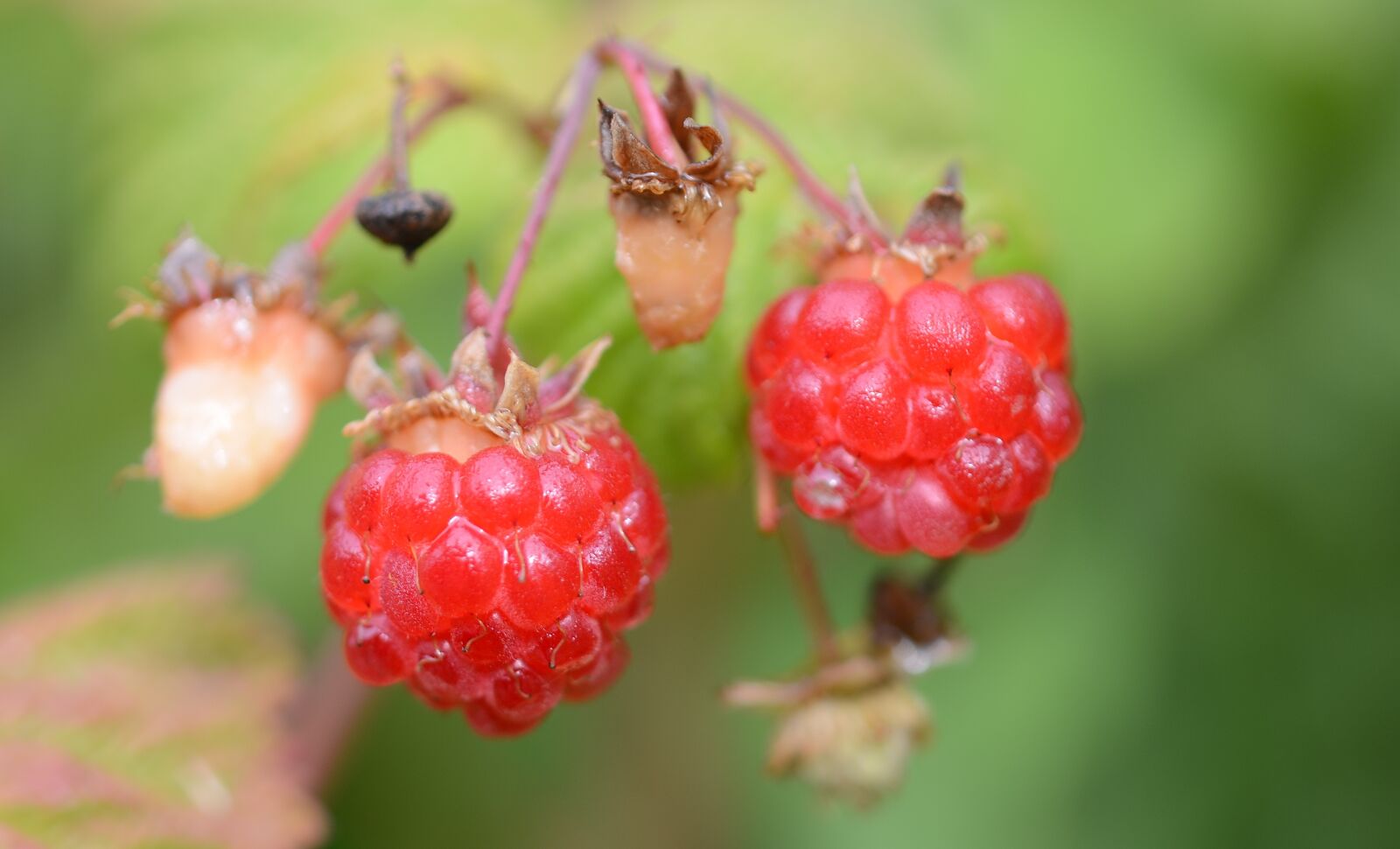 Nikon D7000 sample photo. Berry, food, fruit photography