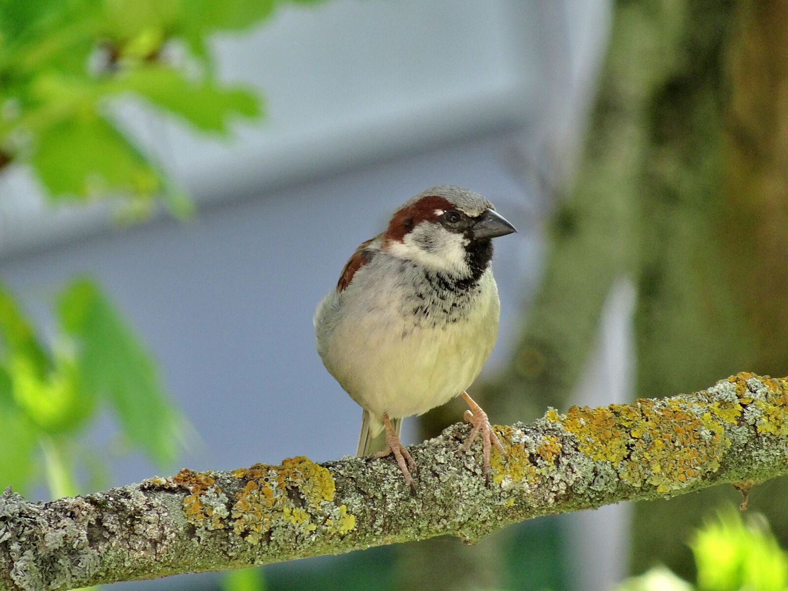 Sony DSC-HX50 sample photo. Sparrow, sperling, bird photography