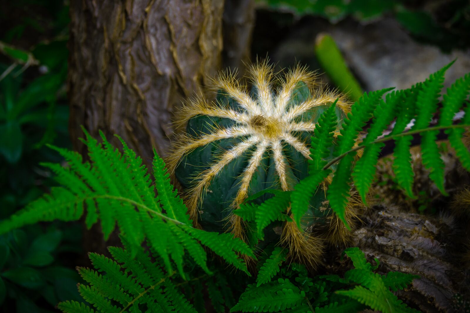 Nikon D3100 sample photo. Cactus, botanical garden, light photography