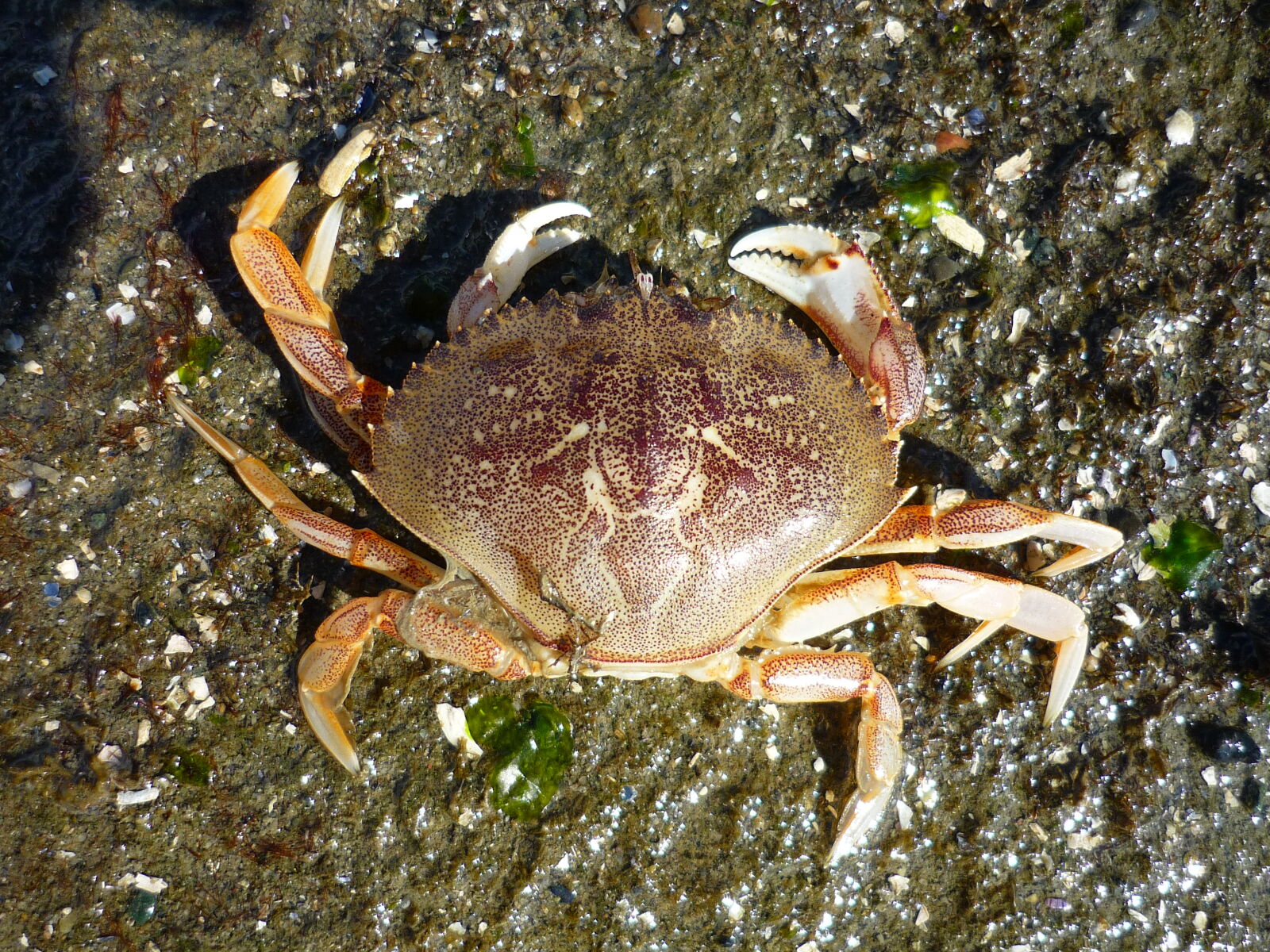 Panasonic Lumix DMC-FS3 sample photo. Animals, beach, crab, living photography