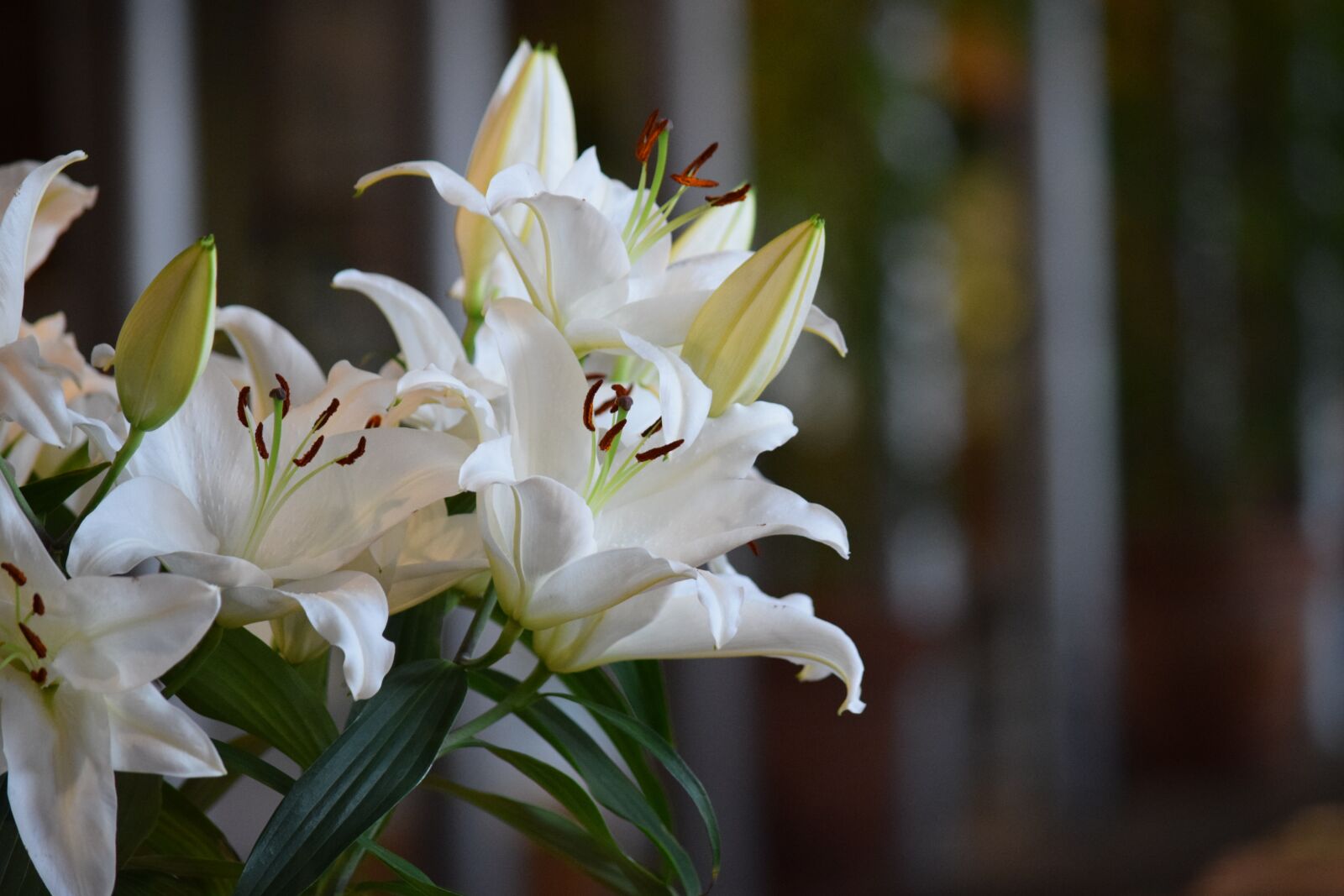 Nikon D3300 sample photo. Flowers, white, white flowers photography