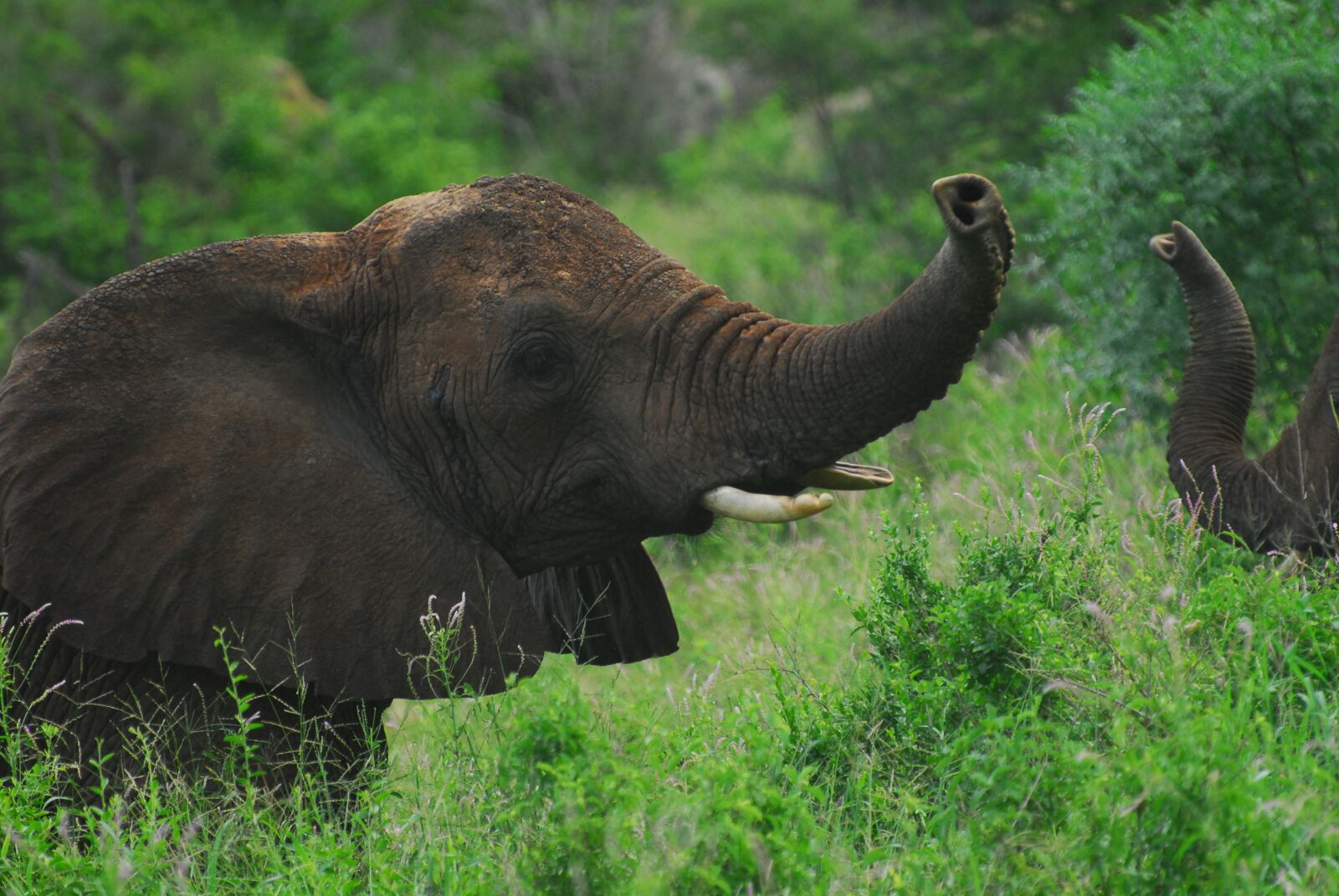 Nikon D200 sample photo. Earth hour, elephants, wilderness photography