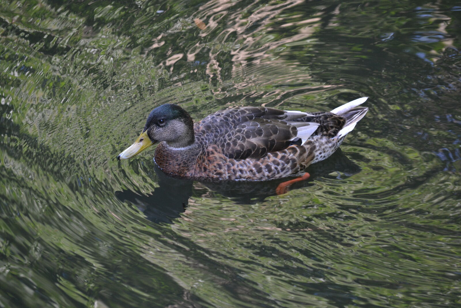 Nikon D3100 sample photo