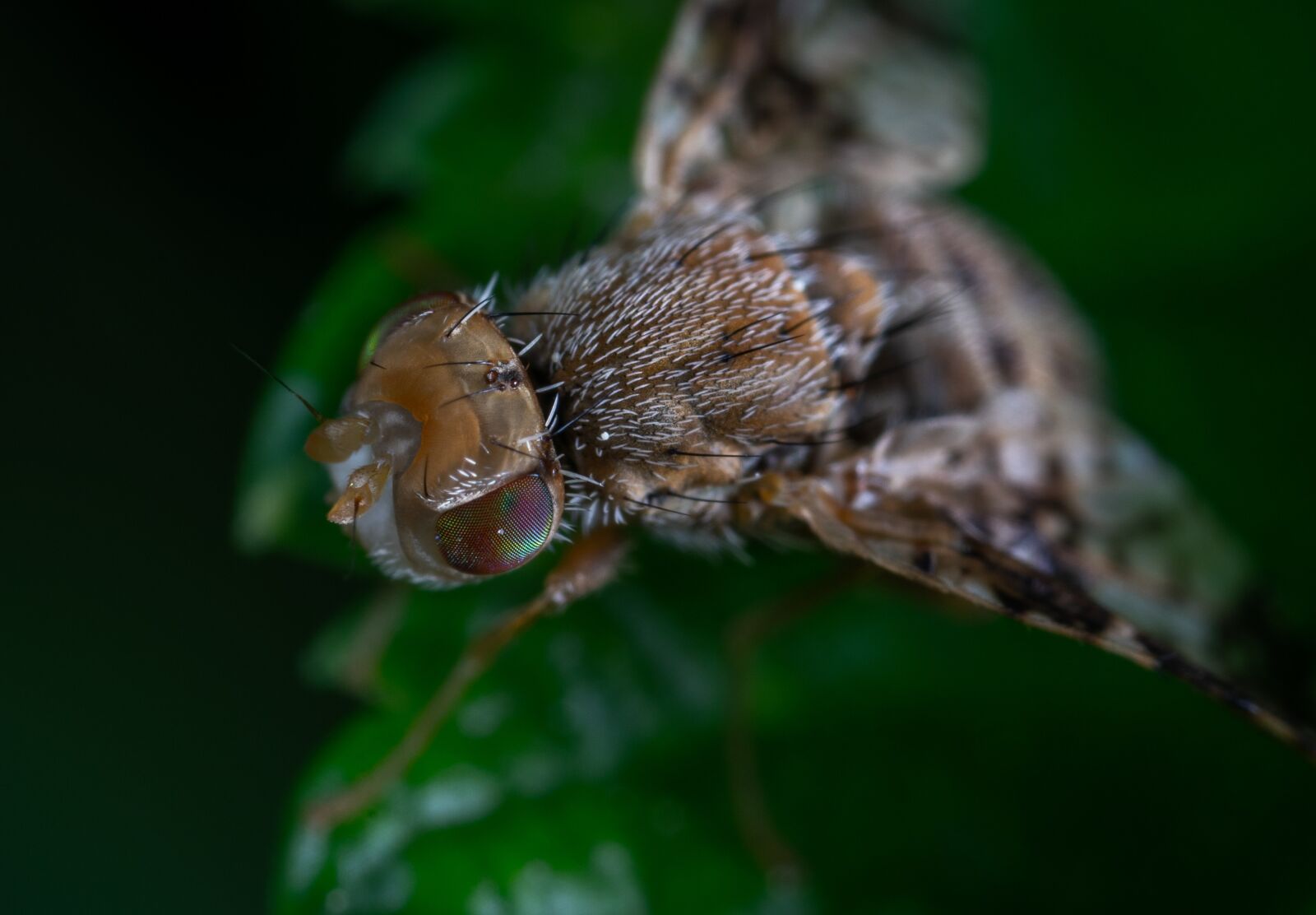 Sony a7R II sample photo. Macro, fly, petrogradka photography