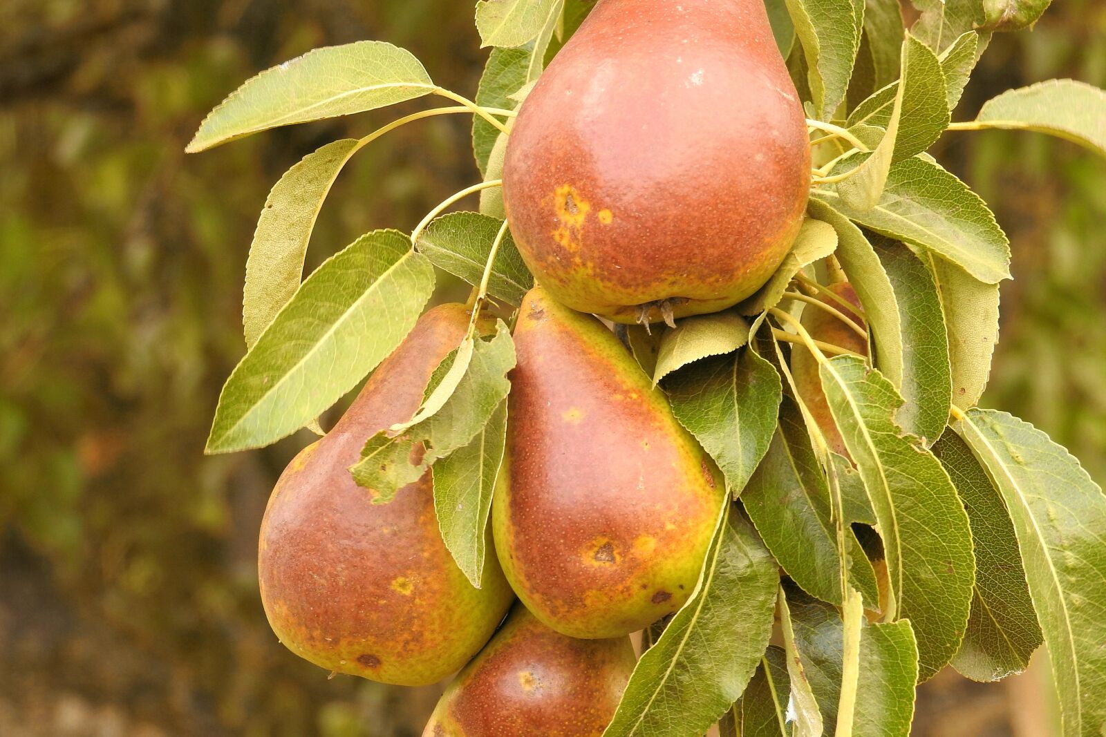 Nikon Coolpix P900 sample photo. Pears, pear, branch photography